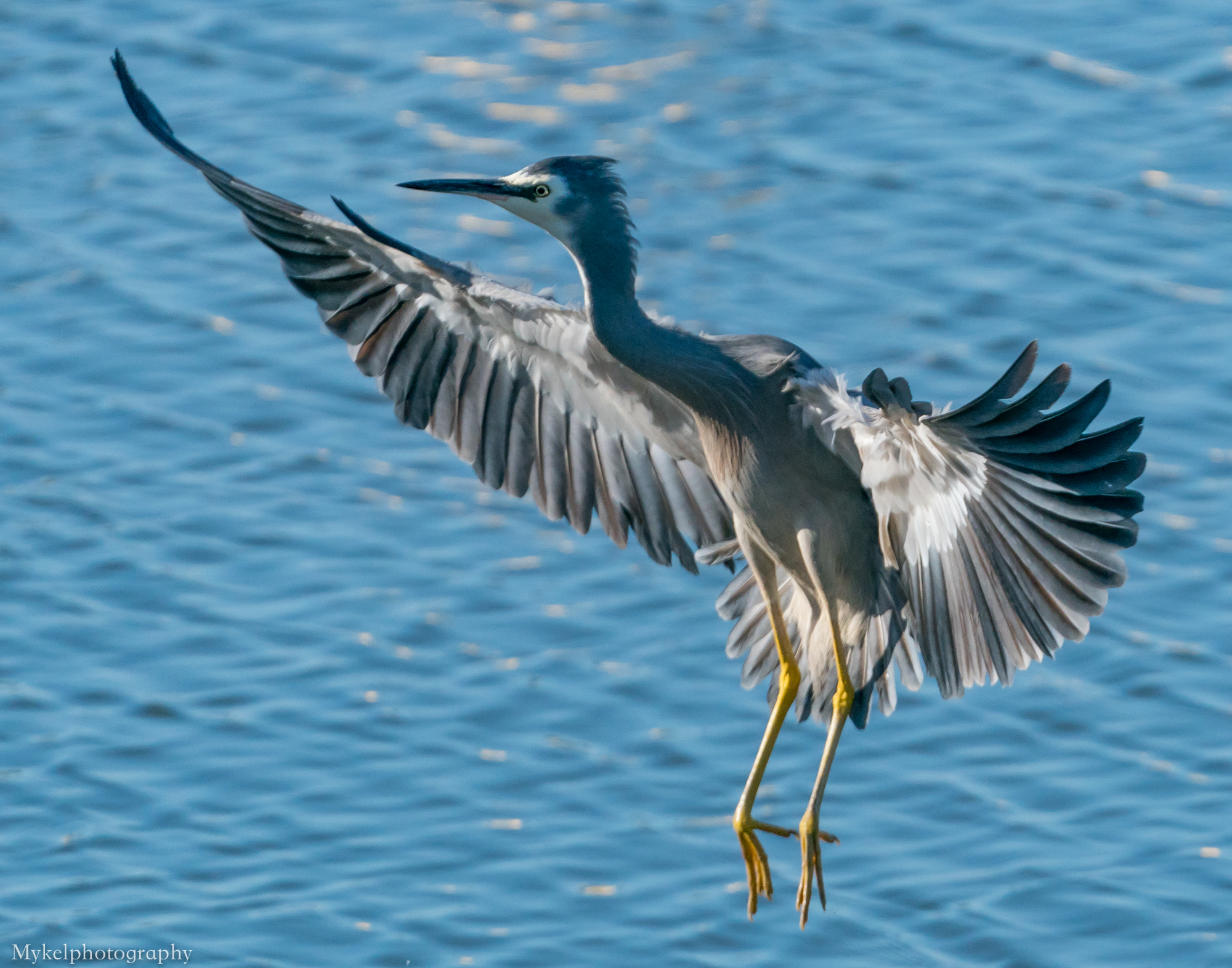  White-faced Heron, Egretta novaehollandiae Ardeidae