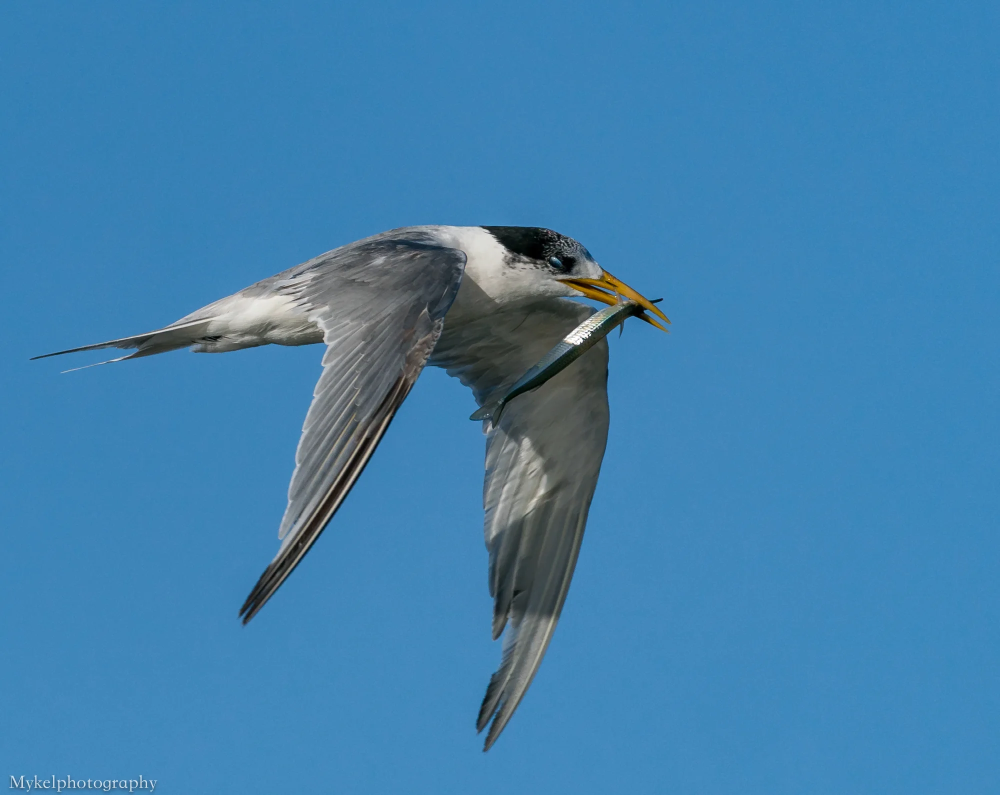  Crested Tern, Thalasseus bergii Laridae
