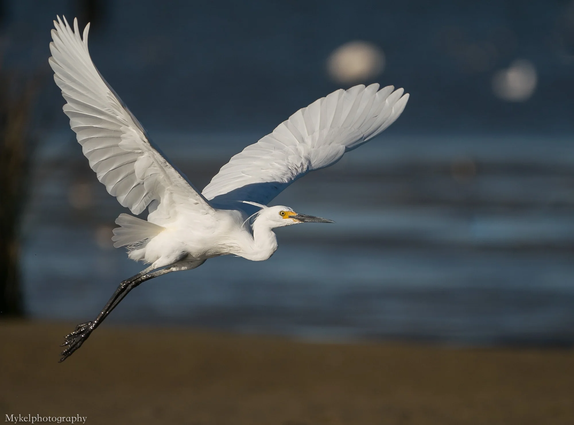  Little Egret, Egretta garzetta Ardeidae