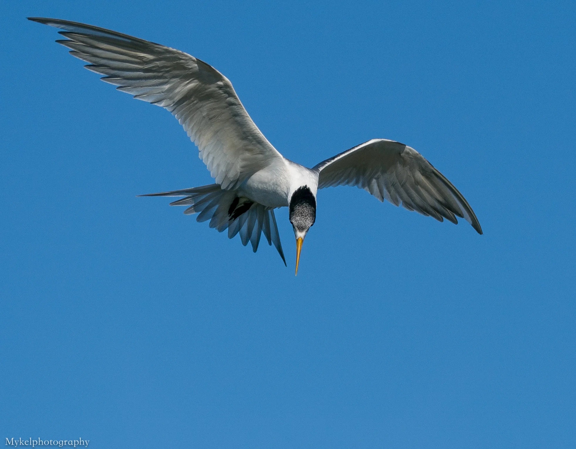  Little Tern, Sternula albifrons Laridae