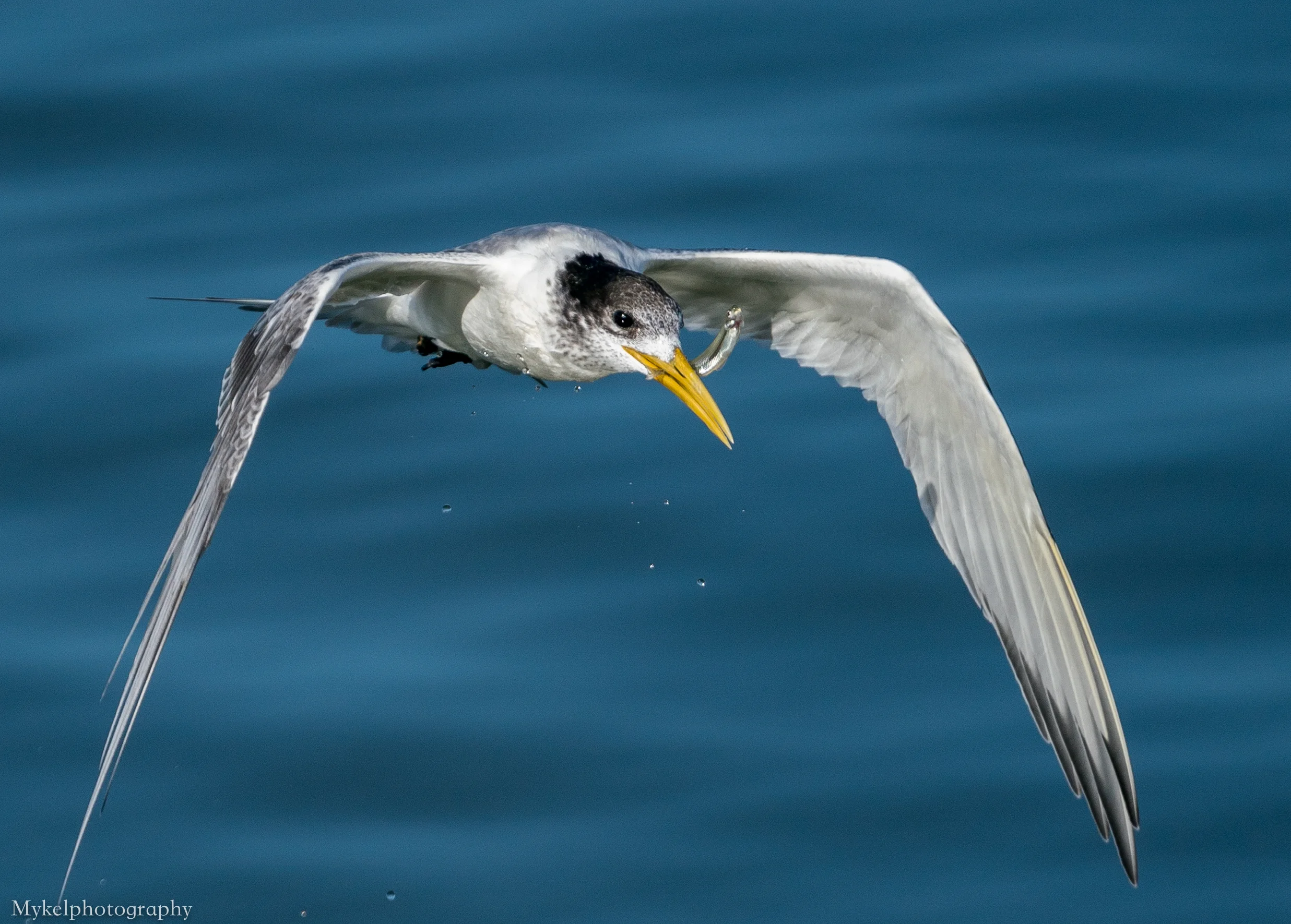  Little Tern, Sternula albifrons Laridae