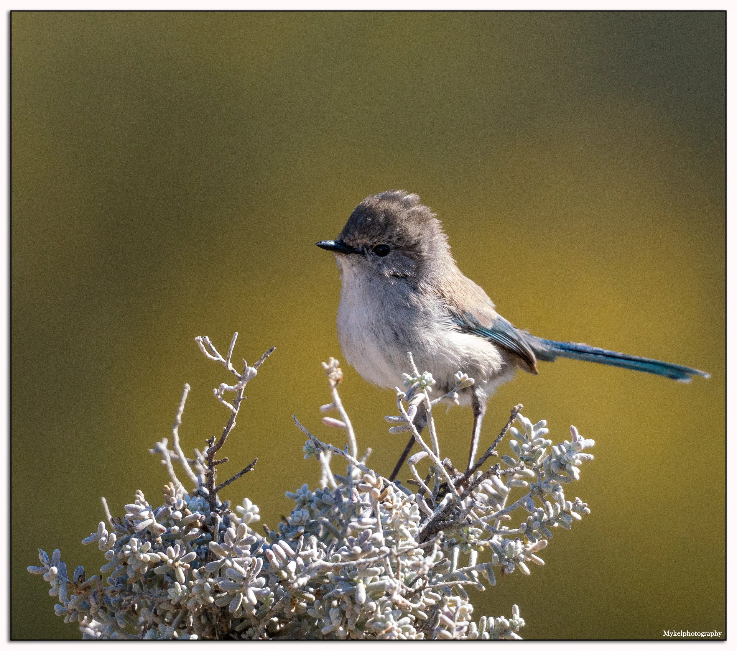 Splendid Fairy Wren, (in non breeding colors)
