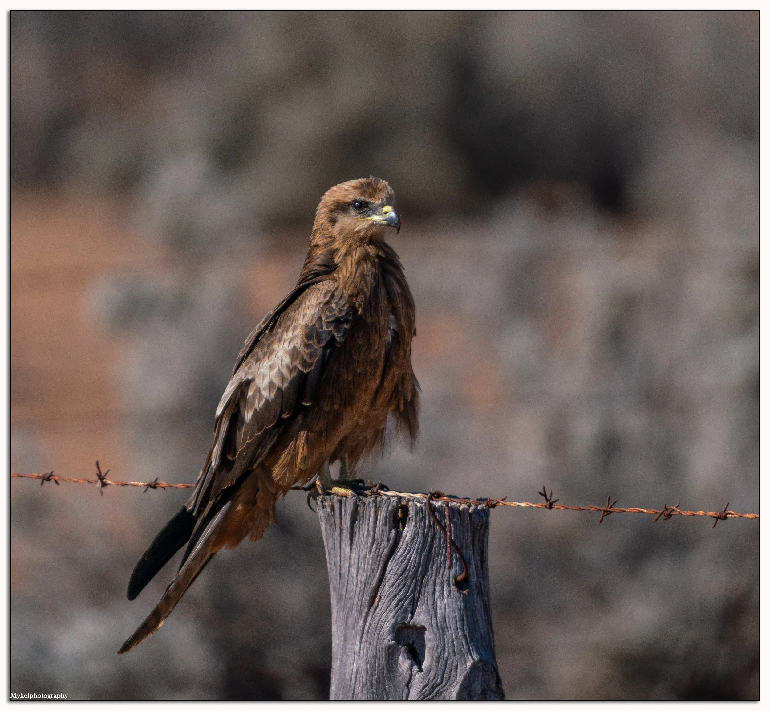  Black Kite