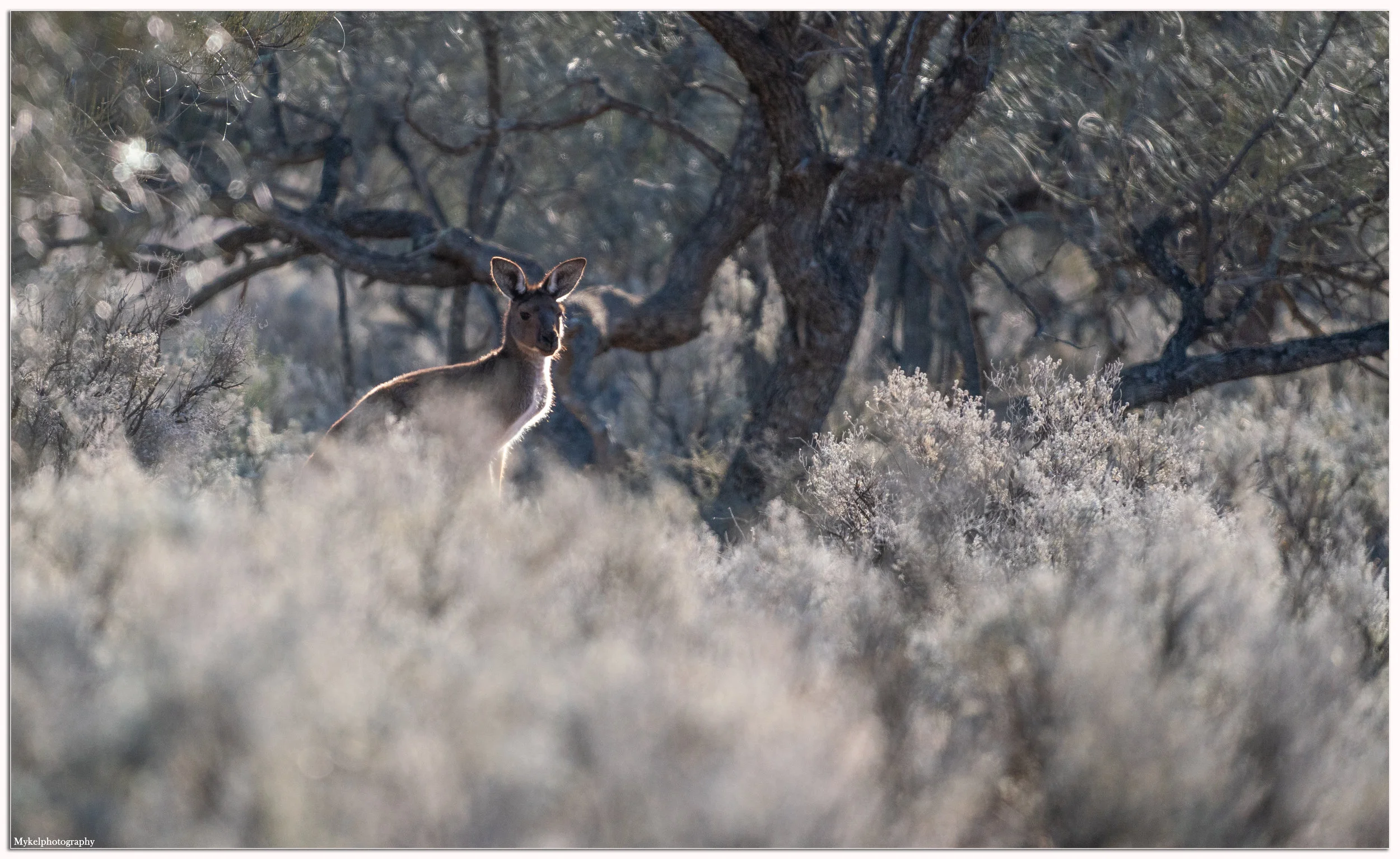  Skippy the bush Kangaroo