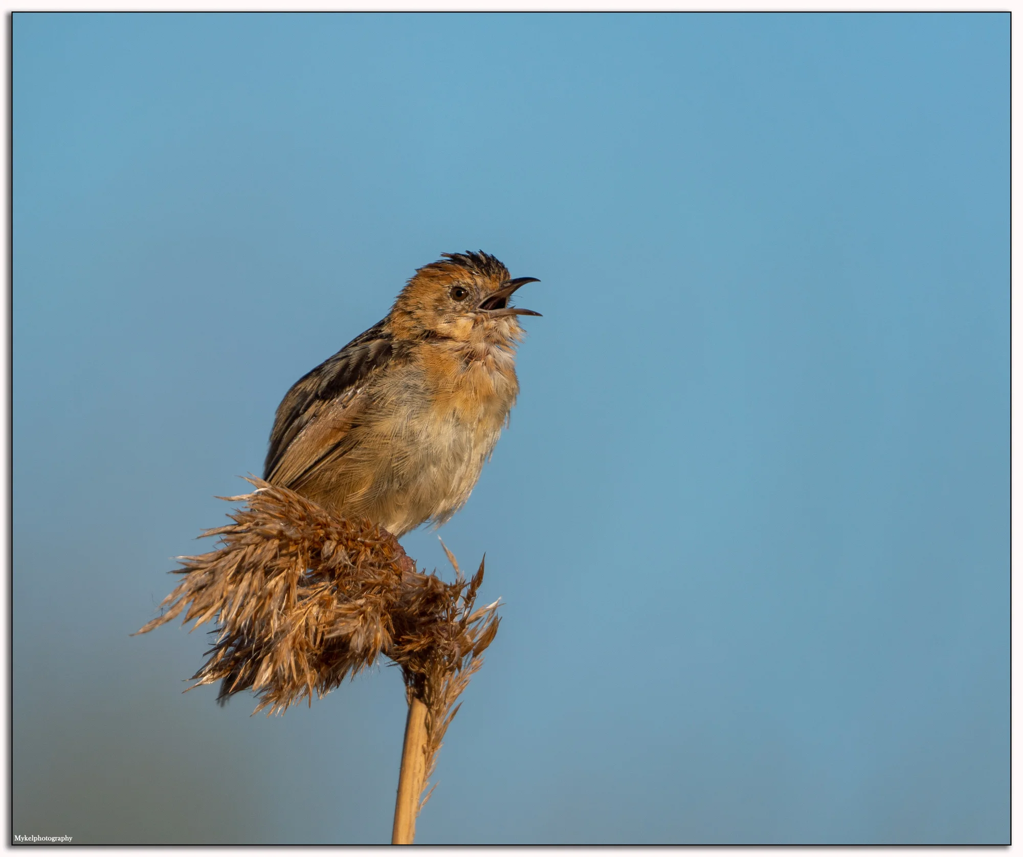 Golden-headed Cisticola Cisticola exilis Cisticolidae
