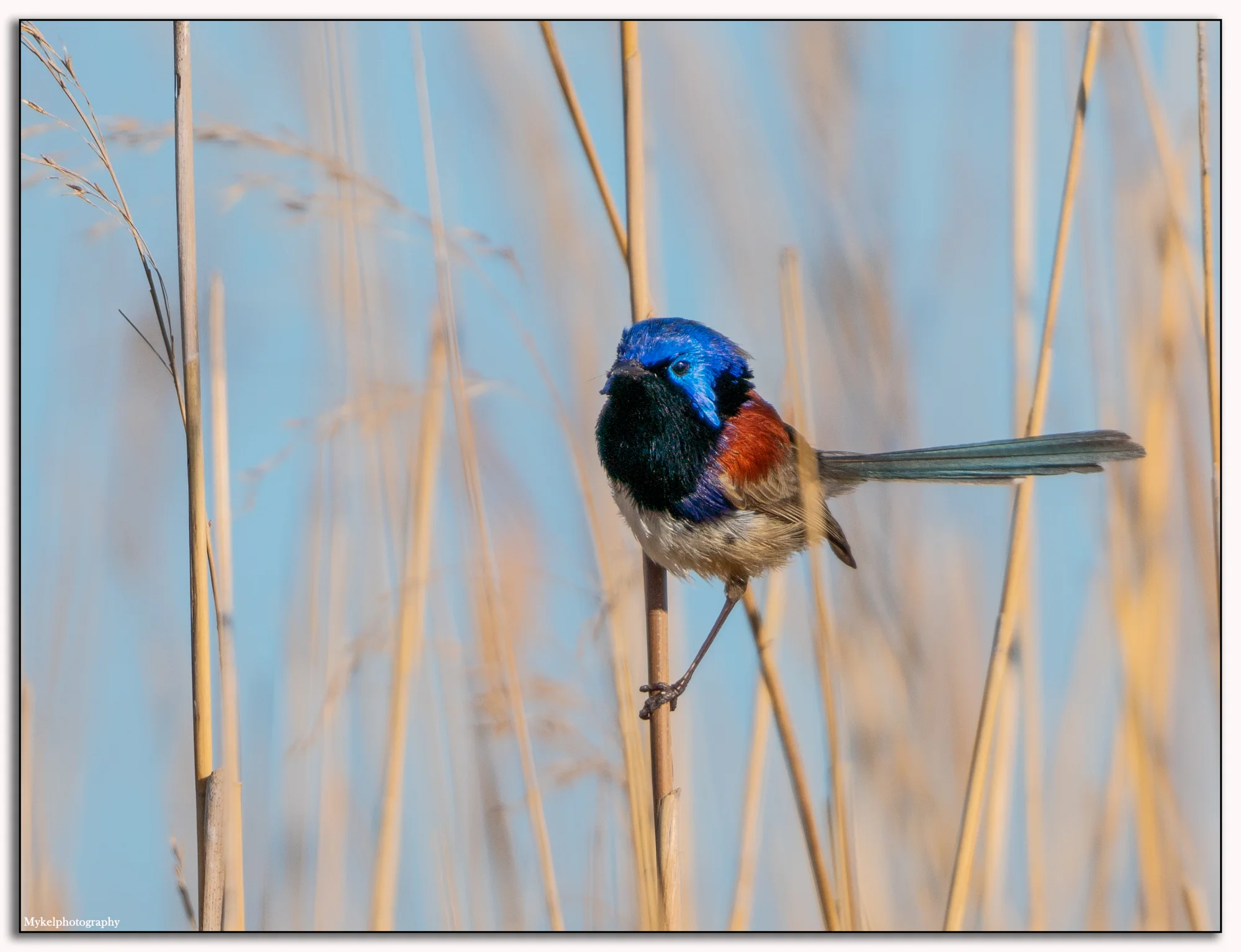 Variegated Fairy-wren Malurus lamberti Maluridae
