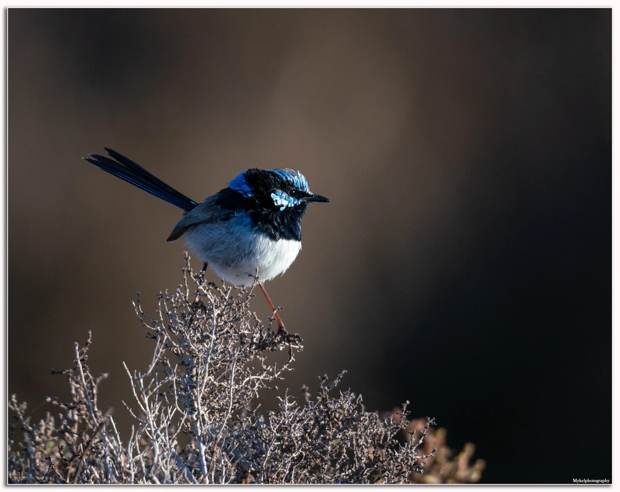 Superb Fairy-wren Malurus cyaneus Maluridae
