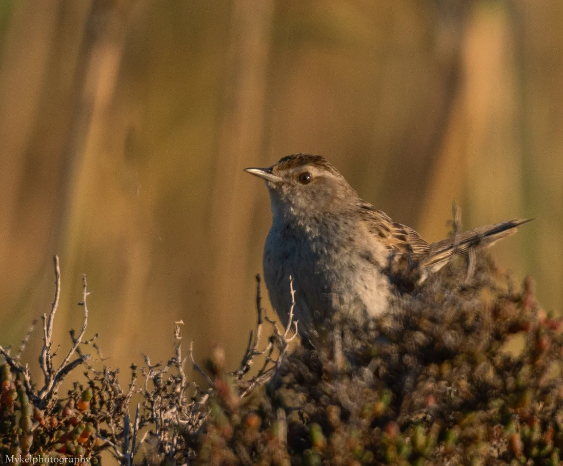 Little Grassbird Megalurus gramineus Megaluridae