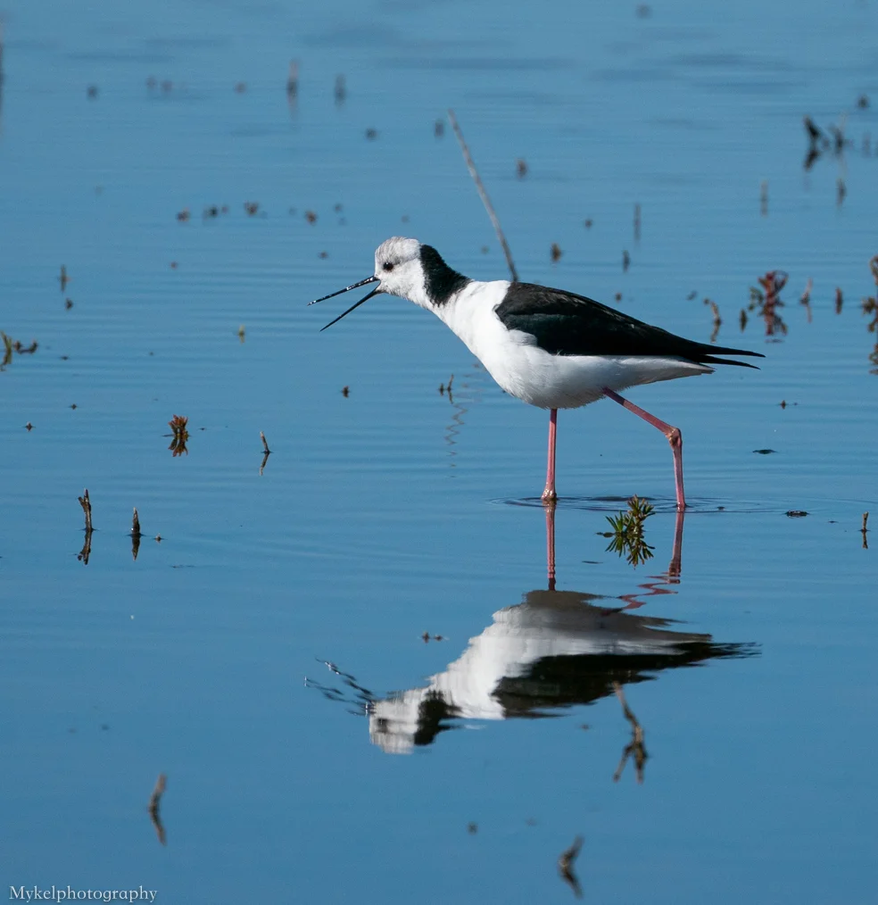 Black-winged Stilt Himantopus himantopus Recurvirostridae