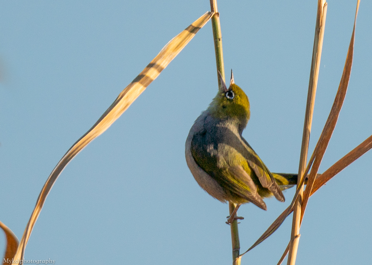 Silvereye Zosterops lateralis Timaliidae