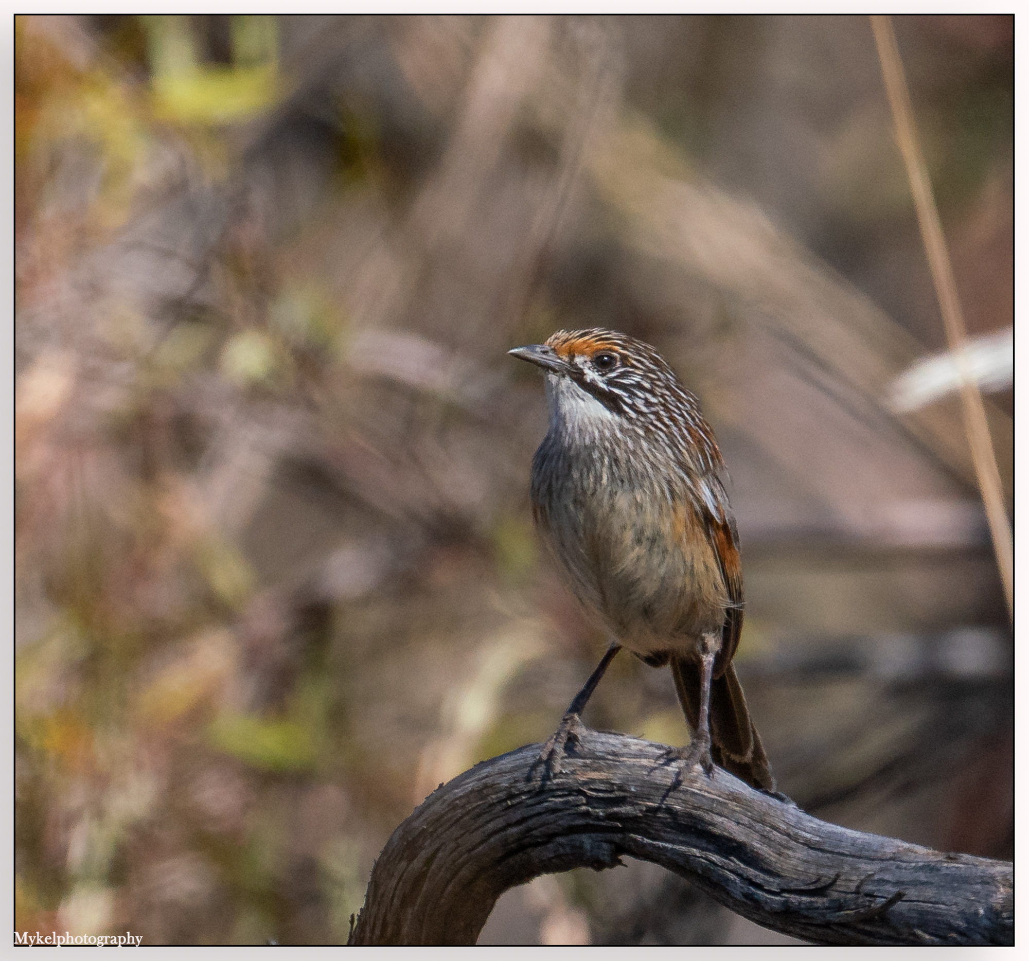 Striated Grasswren Amytornis striatus