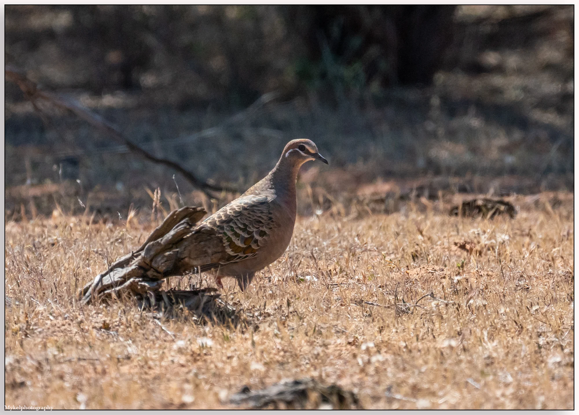 Common Bronzewing Phaps chalcoptera Columbidae