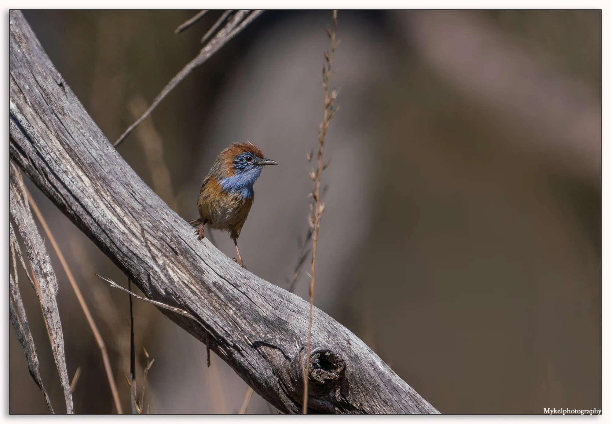 Mallee Emu-wren Stipiturus mallee Maluridae (Male)