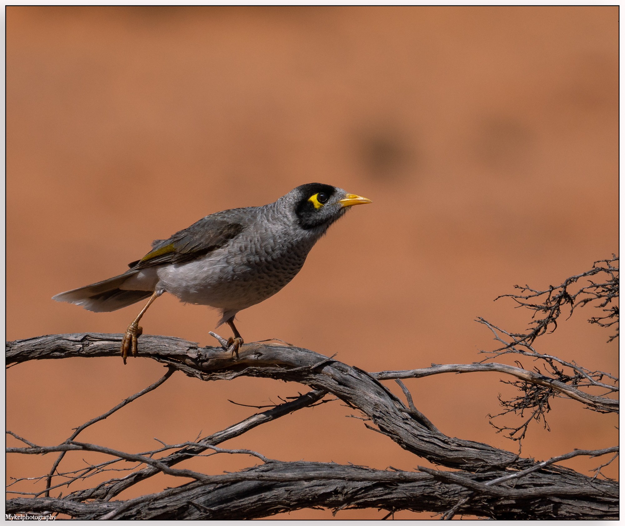 Noisy Miner Manorina melanocephala Meliphagidae