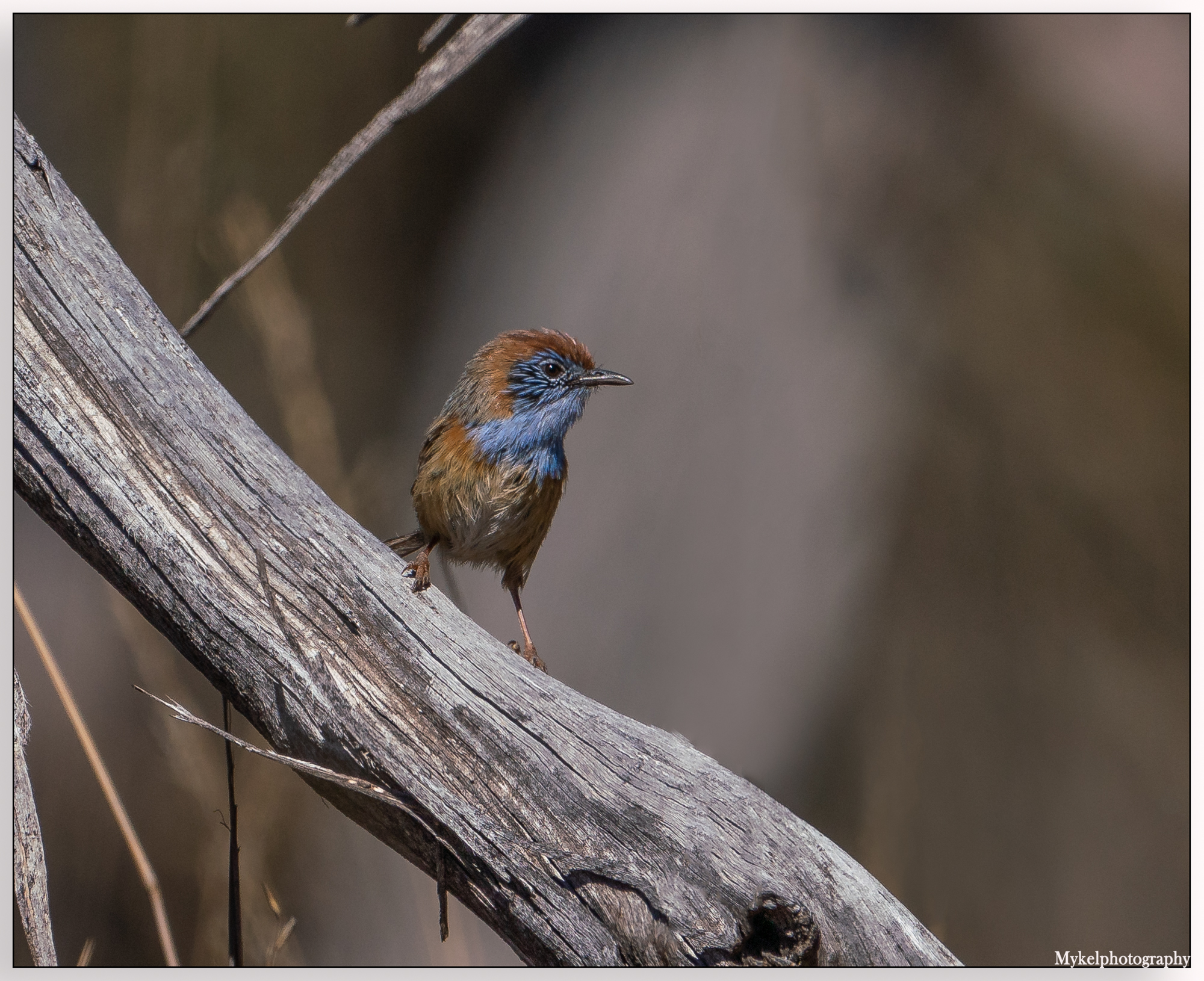 Mallee Emu-wren Stipiturus mallee Maluridae (Male)