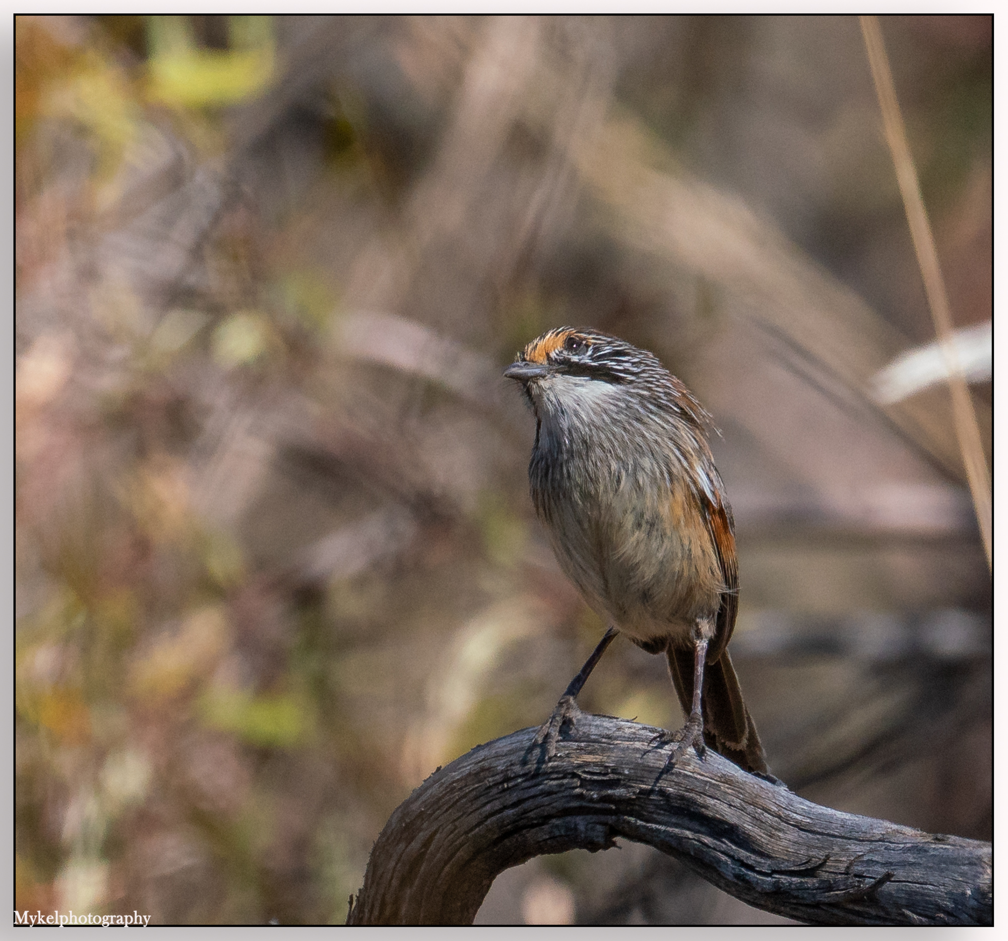 Striated Grasswren Amytornis striatus