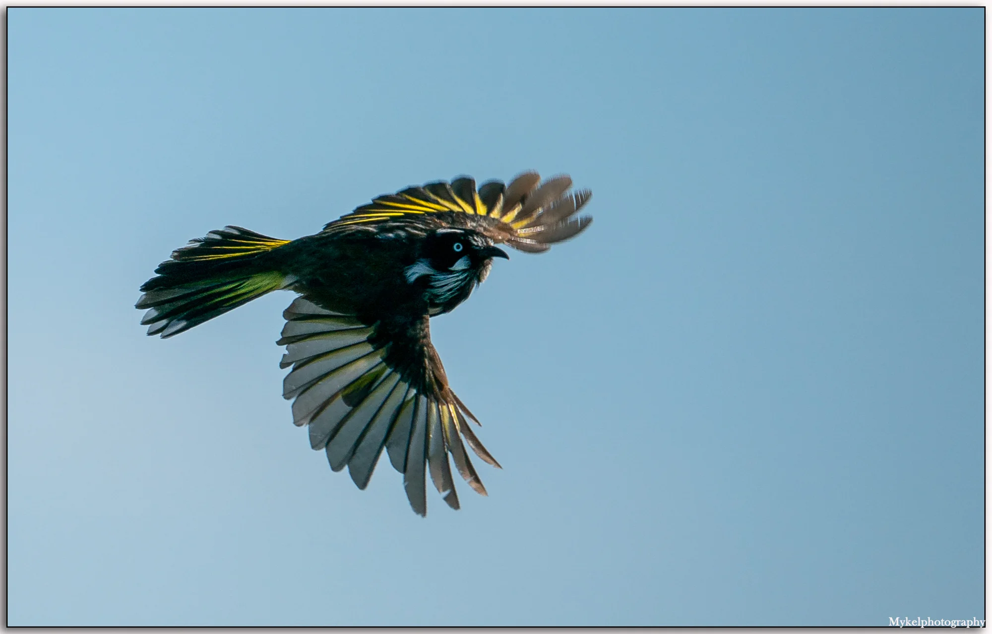 New Holland Honeyeater Phylidonyris novaehollandiae Meliphagidae