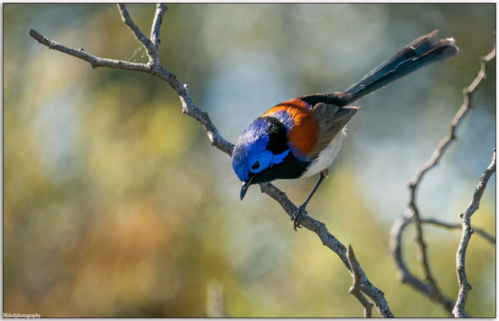 Variegated Fairy-wren Malurus lamberti Maluridae