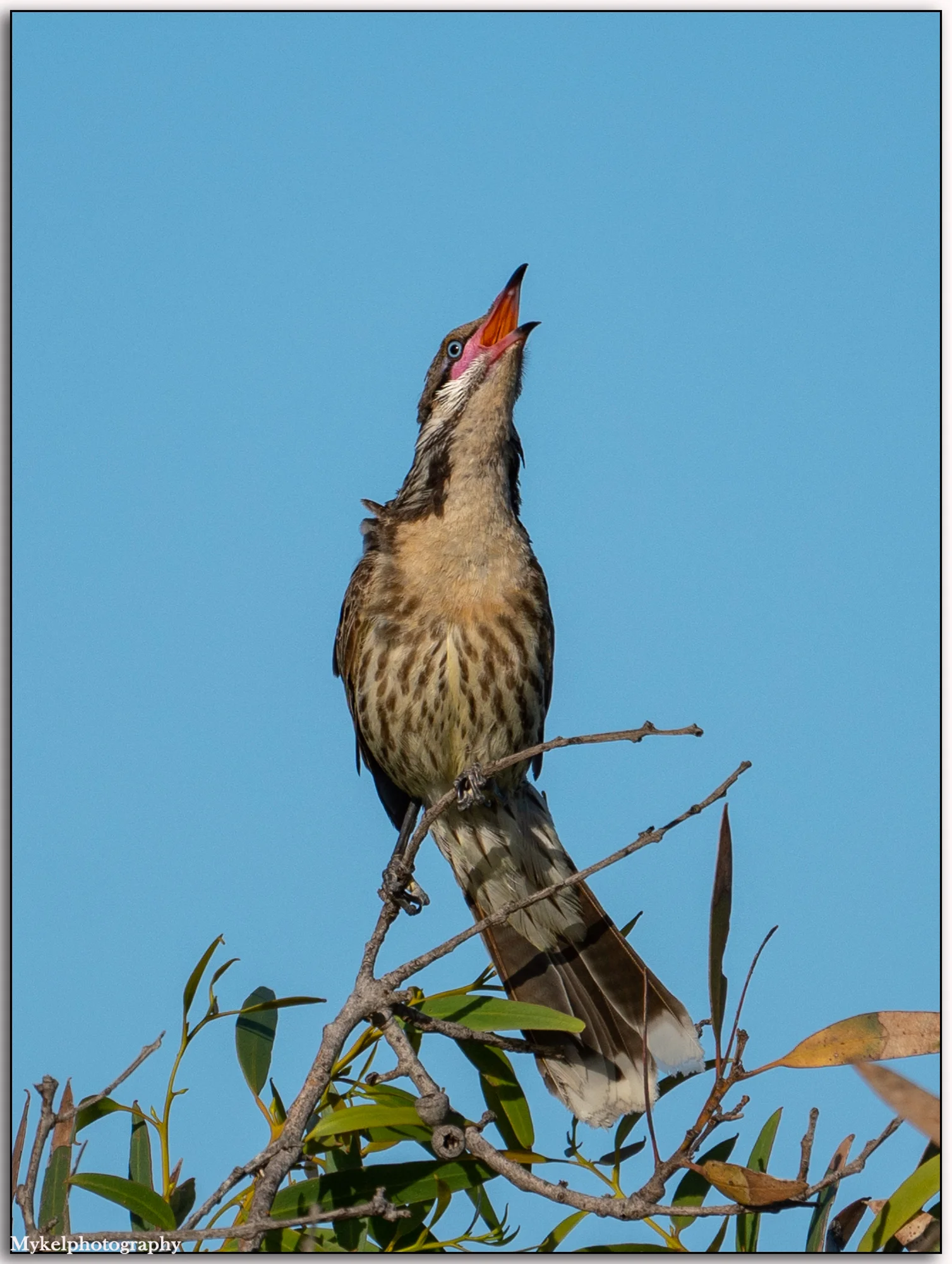 Spiny-cheeked Honeyeater Acanthagenys rufogularis Meliphagidae