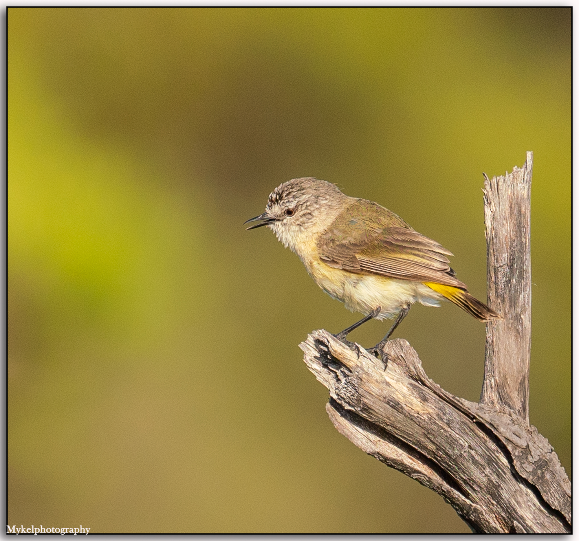 Yellow-rumped Thornbill Acanthiza chrysorrhoa Acanthizidae