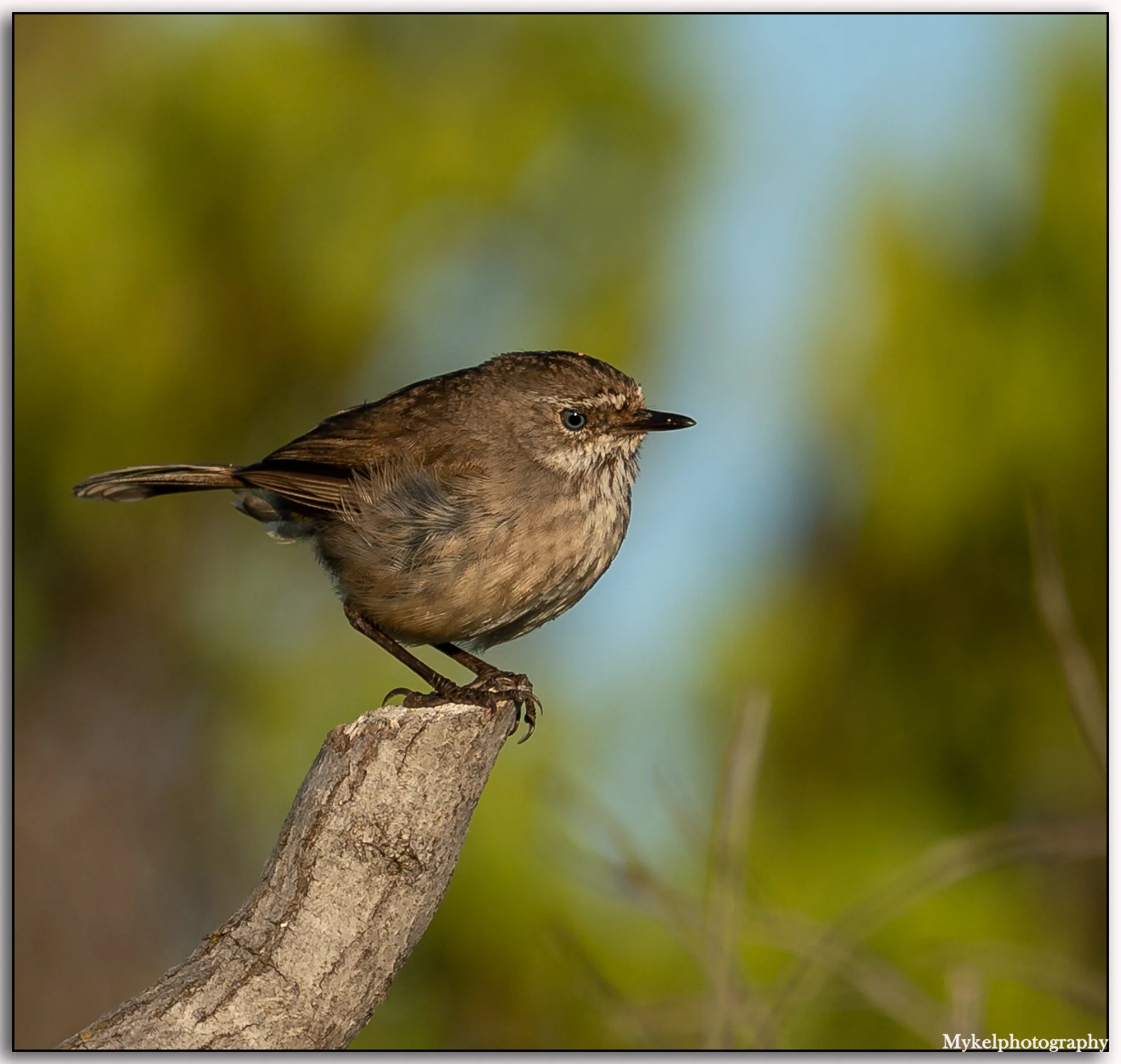 White-browed Scrubwren Sericornis frontalis Acanthizidae