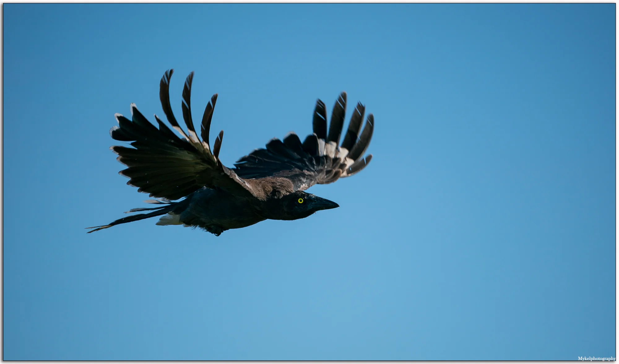 White-winged Chough Corcorax melanorhamphos Corcoracidae