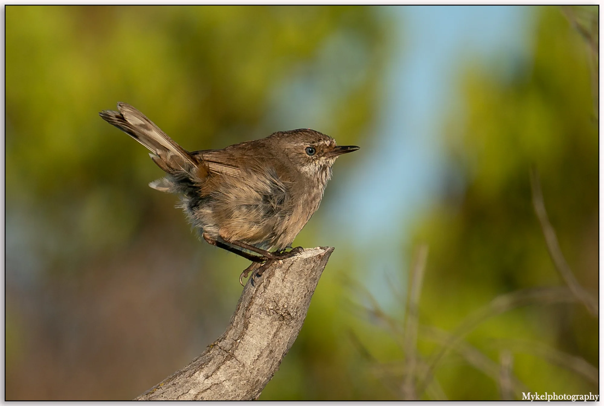 White-browed Scrubwren Sericornis frontalis Acanthizidae