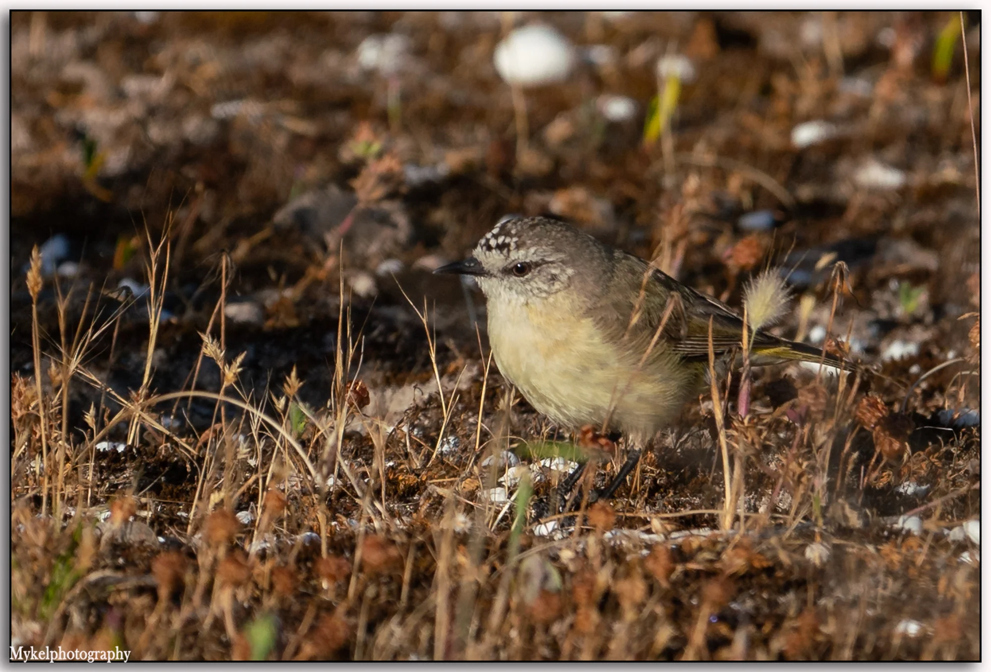 Yellow-rumped Thornbill Acanthiza chrysorrhoa Acanthizidae