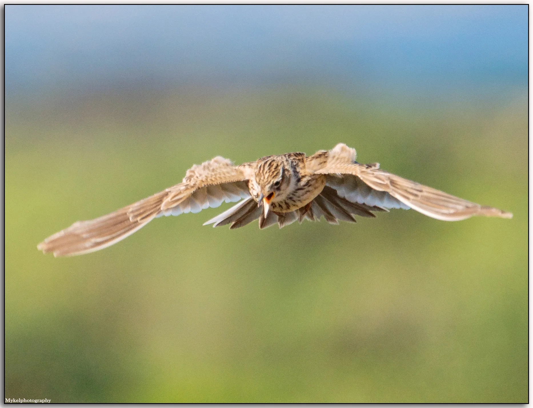 Eurasian Skylark Alauda arvensis Alaudidae