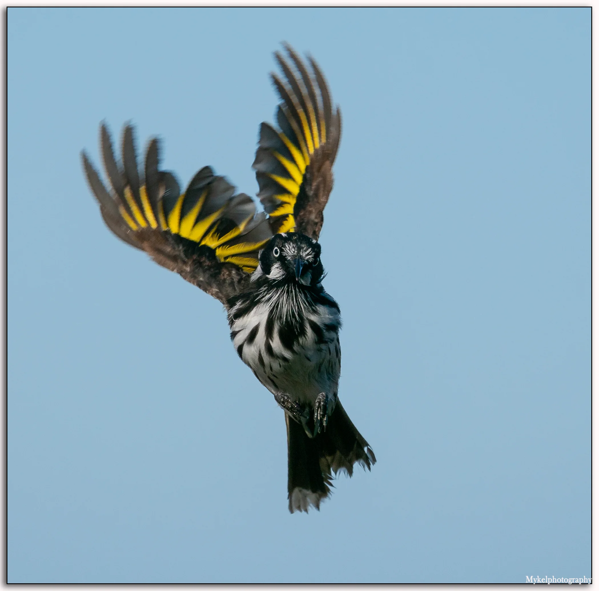 New Holland Honeyeater Phylidonyris novaehollandiae Meliphagidae