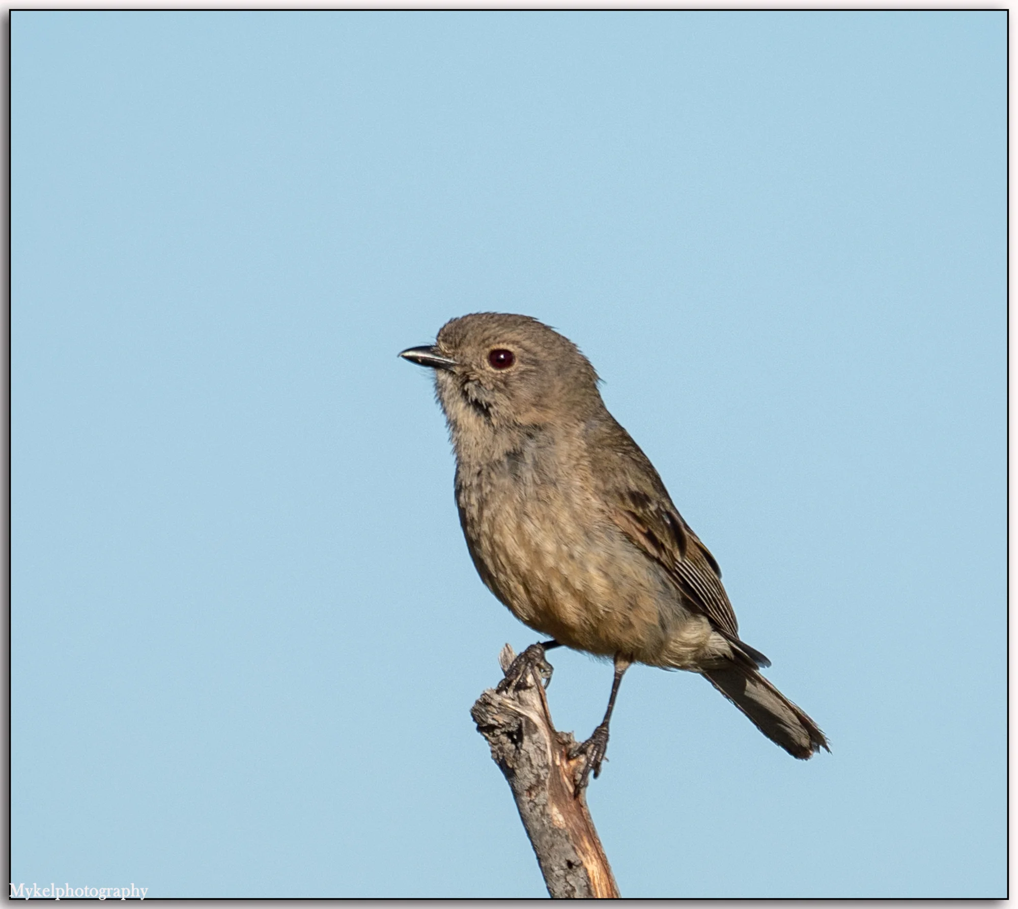 Female Golden Whistler (Pachycephala pectoralis)