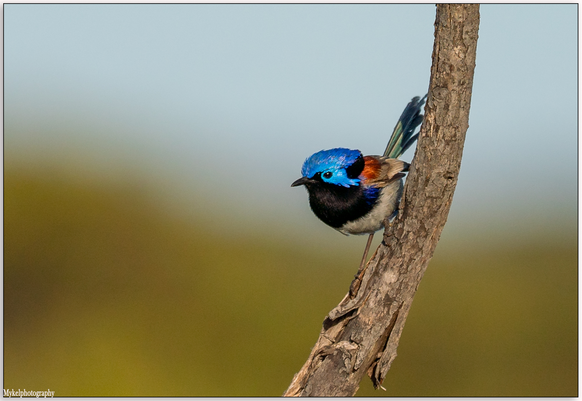 Variegated Fairy-wren Malurus lamberti Maluridae