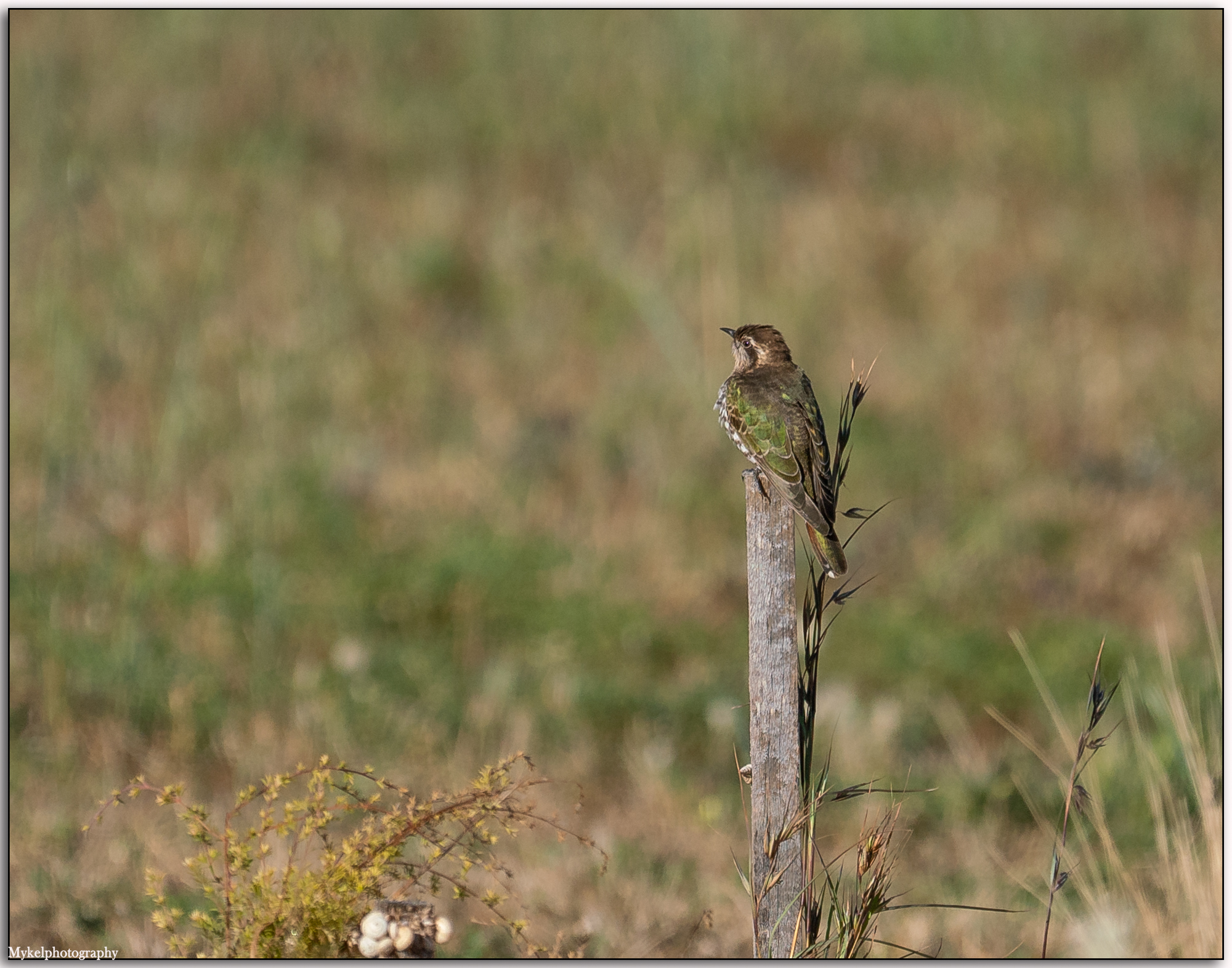 Horsfield’s Bronze-Cuckoo Chalcites basalis Cuculidae