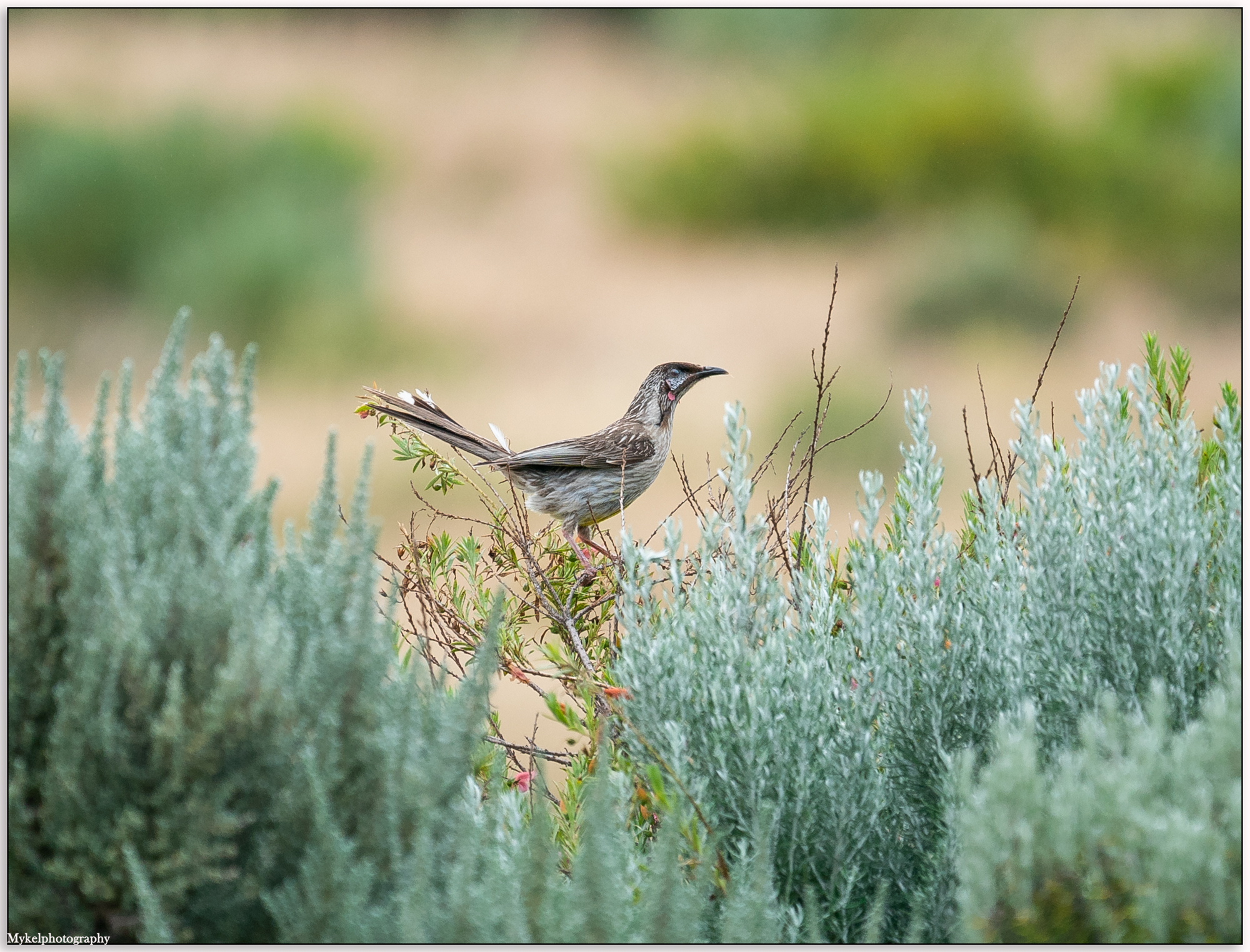 Red Wattlebird Anthochaera carunculata Meliphagidae