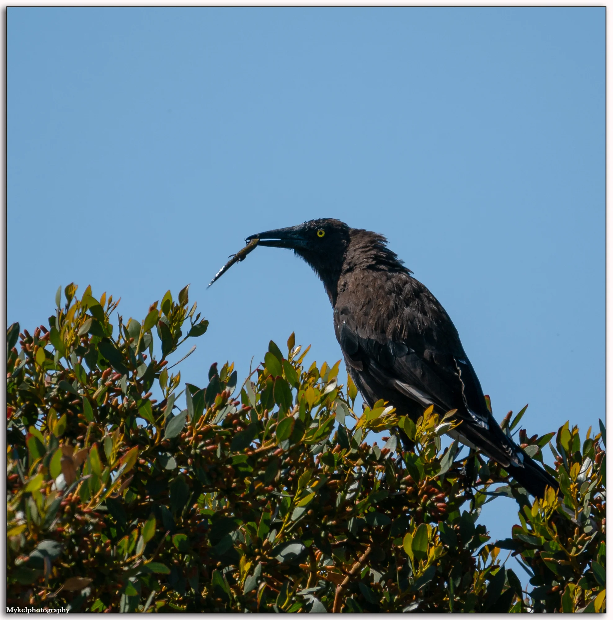White-winged Chough Corcorax melanorhamphos Corcoracidae