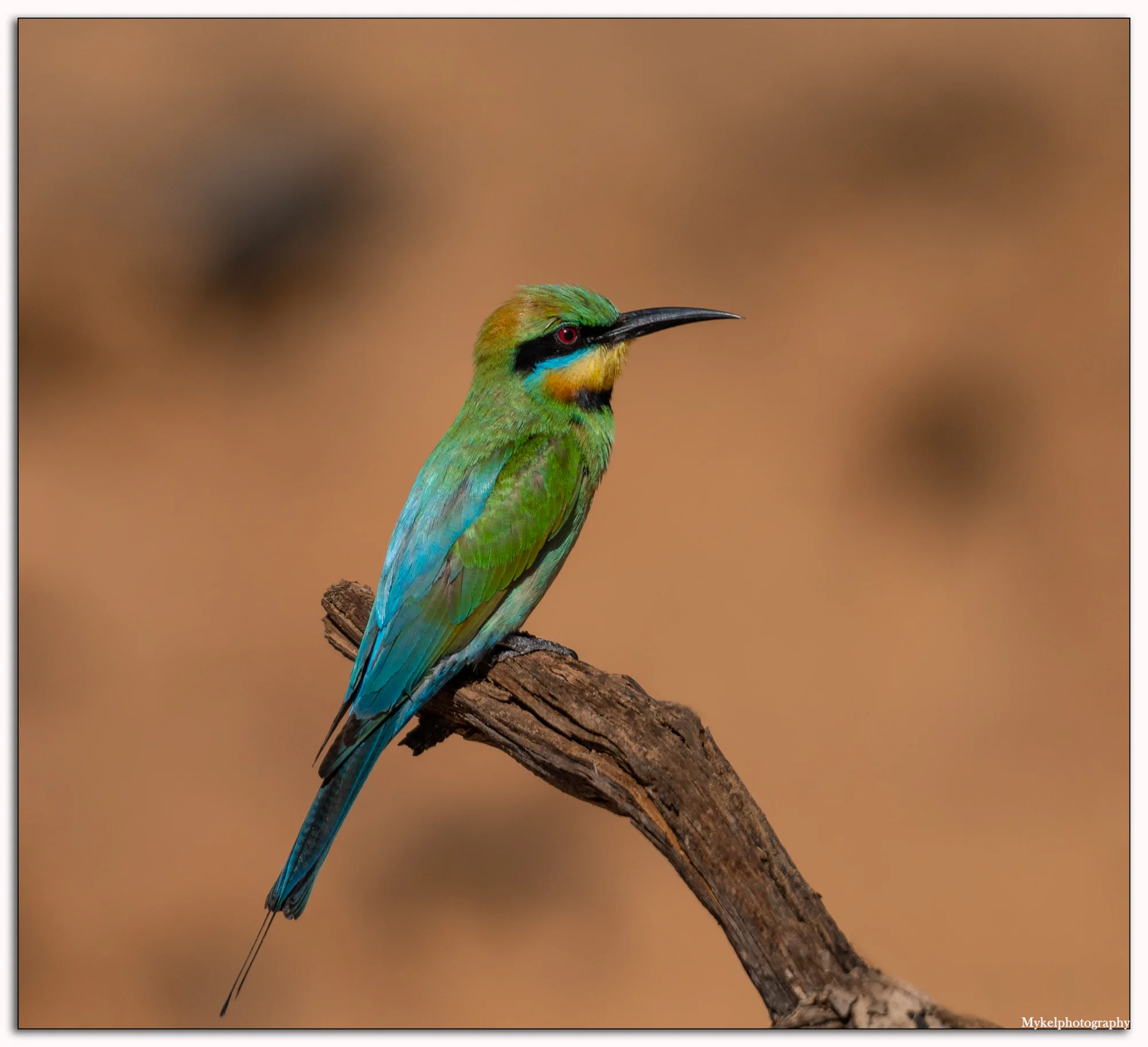 Rainbow Bee-eater Merops ornatus Meropidae