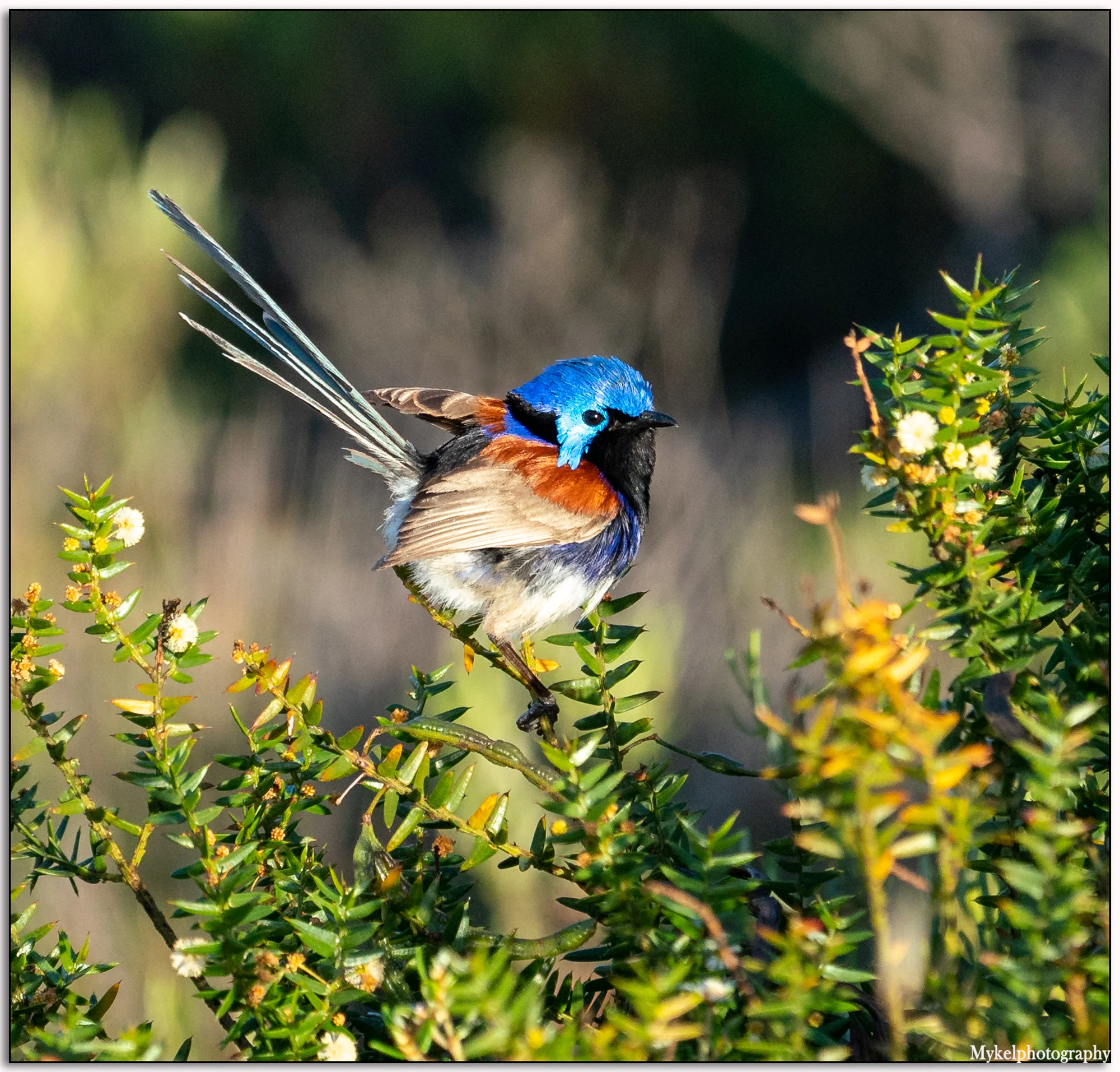 Stunning birds just in the gardens on this beautiful 300 acre property, Variegated Fairy Wren