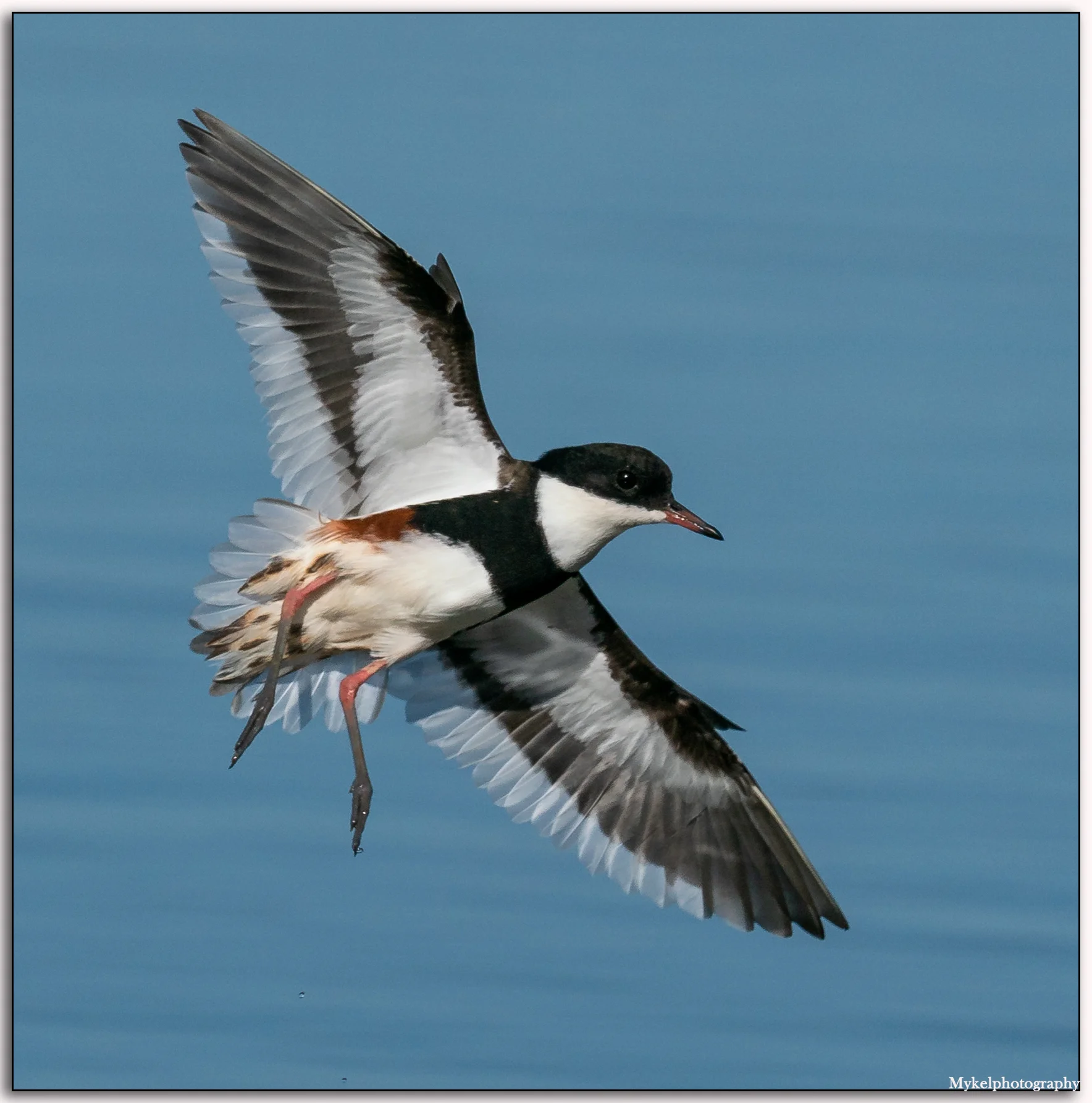 Red-kneed Dotterel Erythrogonys cinctus Charadriidae