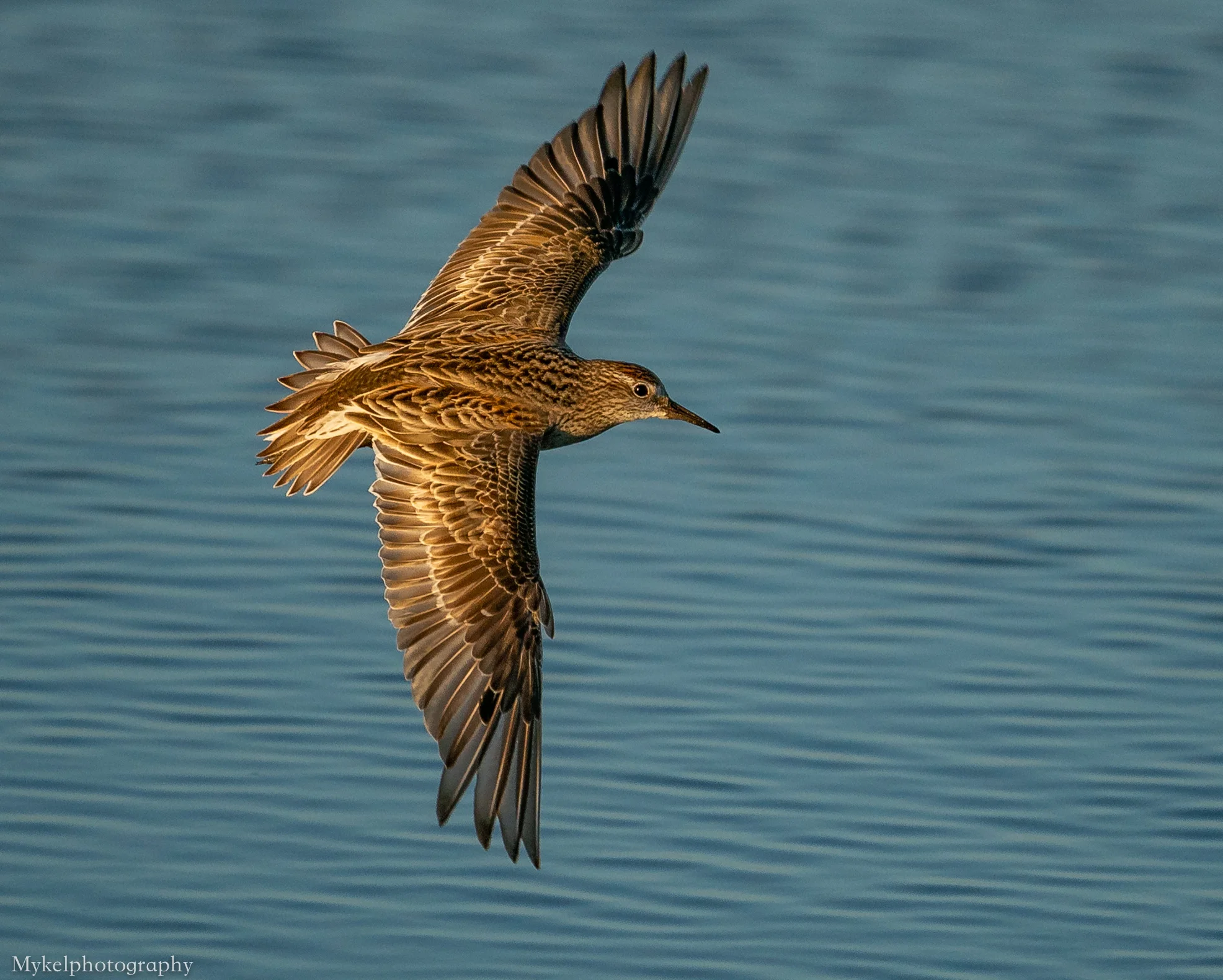 Sharp-tailed Sandpiper Calidris acuminata Scolopacidae