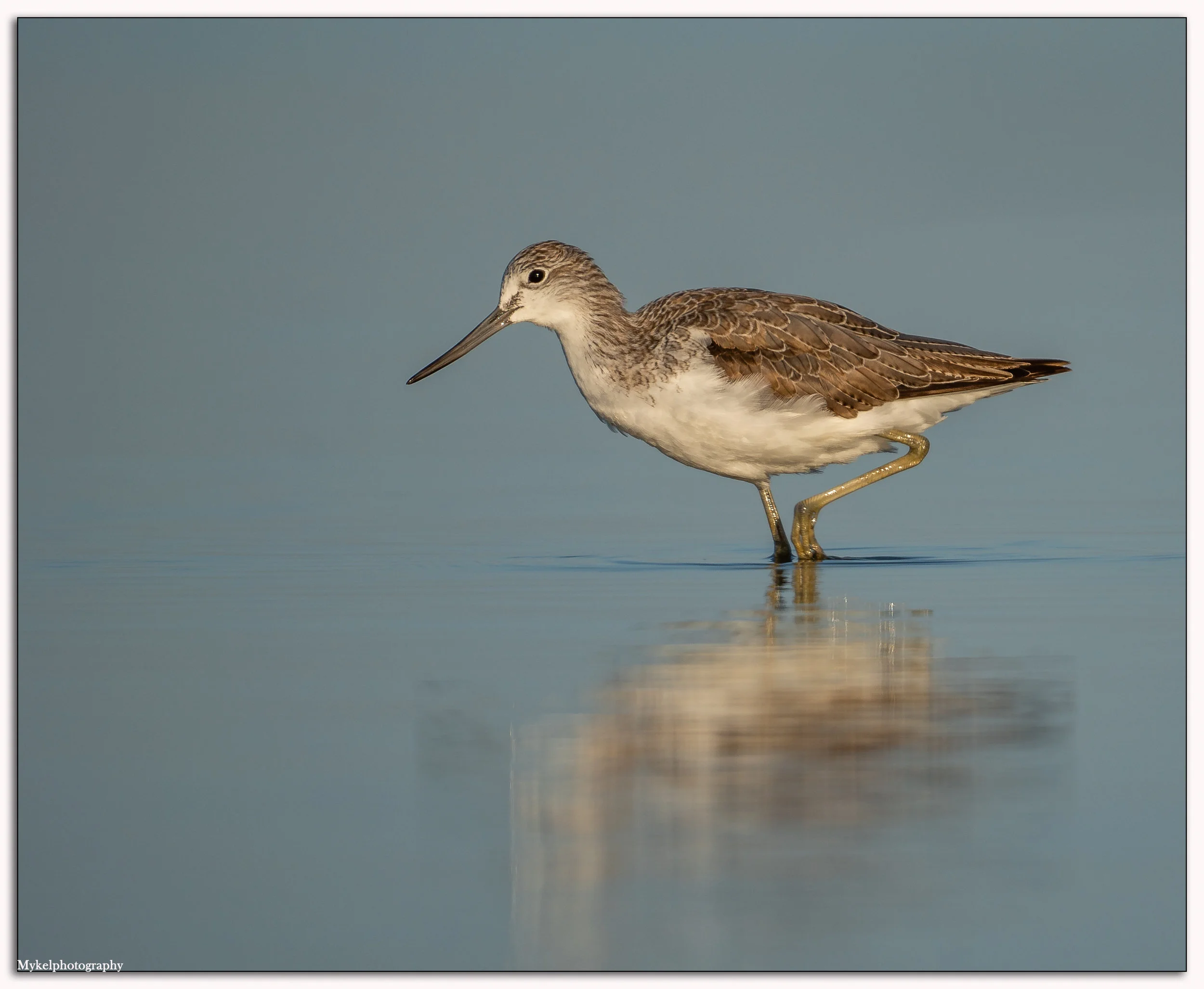 Common Greenshank Tringa nebularia Scolopacidae