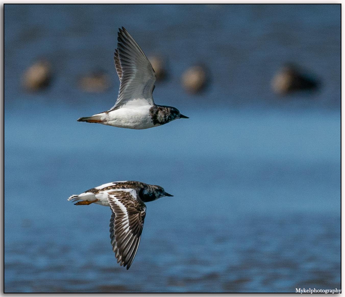Ruddy Turnstone Arenaria interpres Scolopacidae