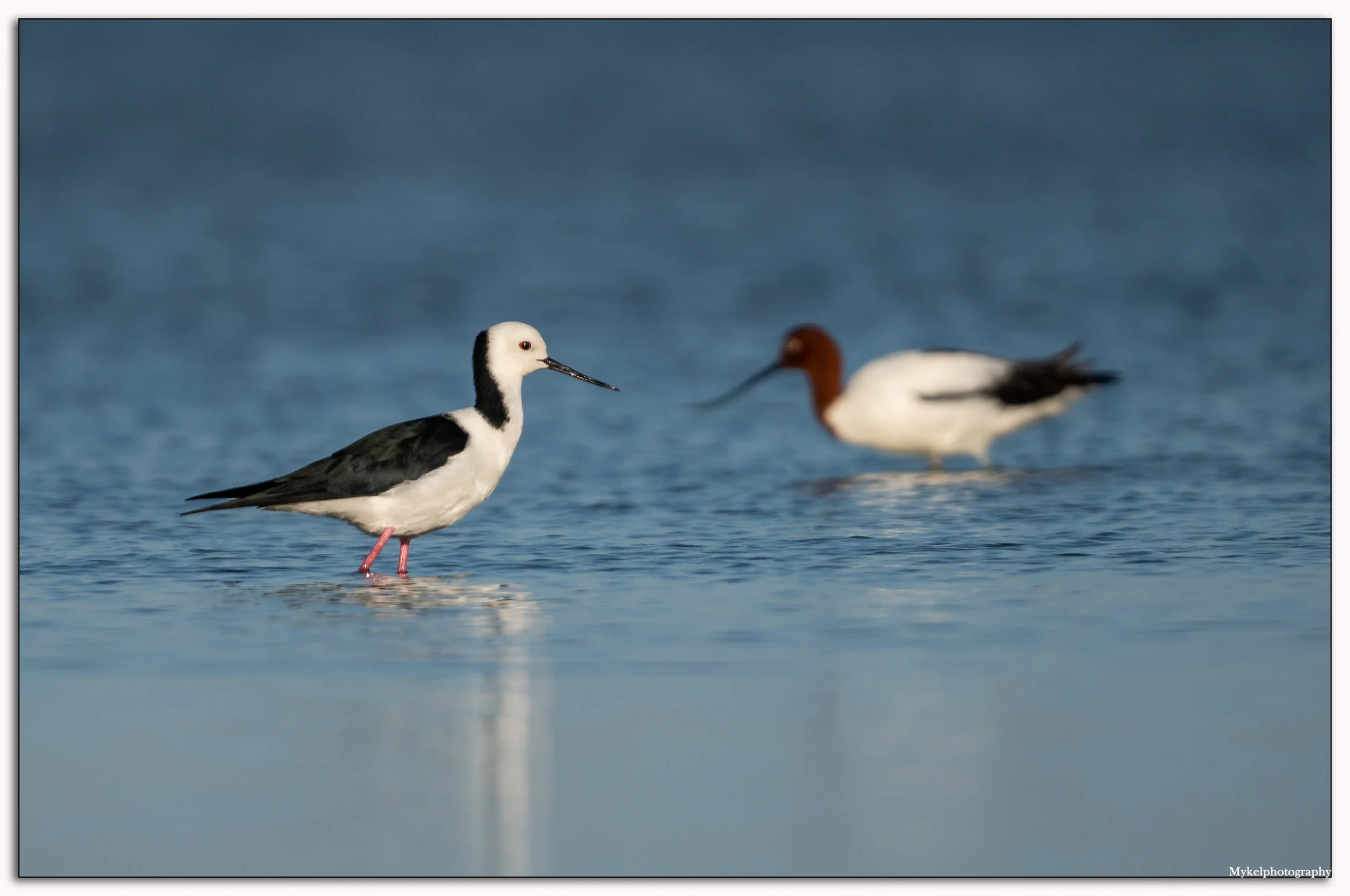 Black-winged Stilt Himantopus himantopus Recurvirostridae