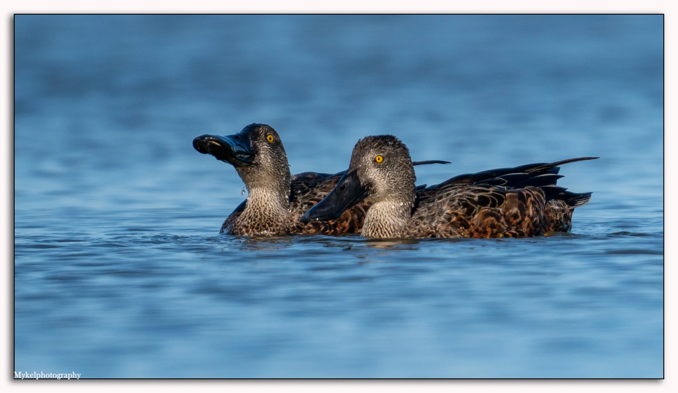 Australasian Shoveler Anas rhynchotis Anatidae