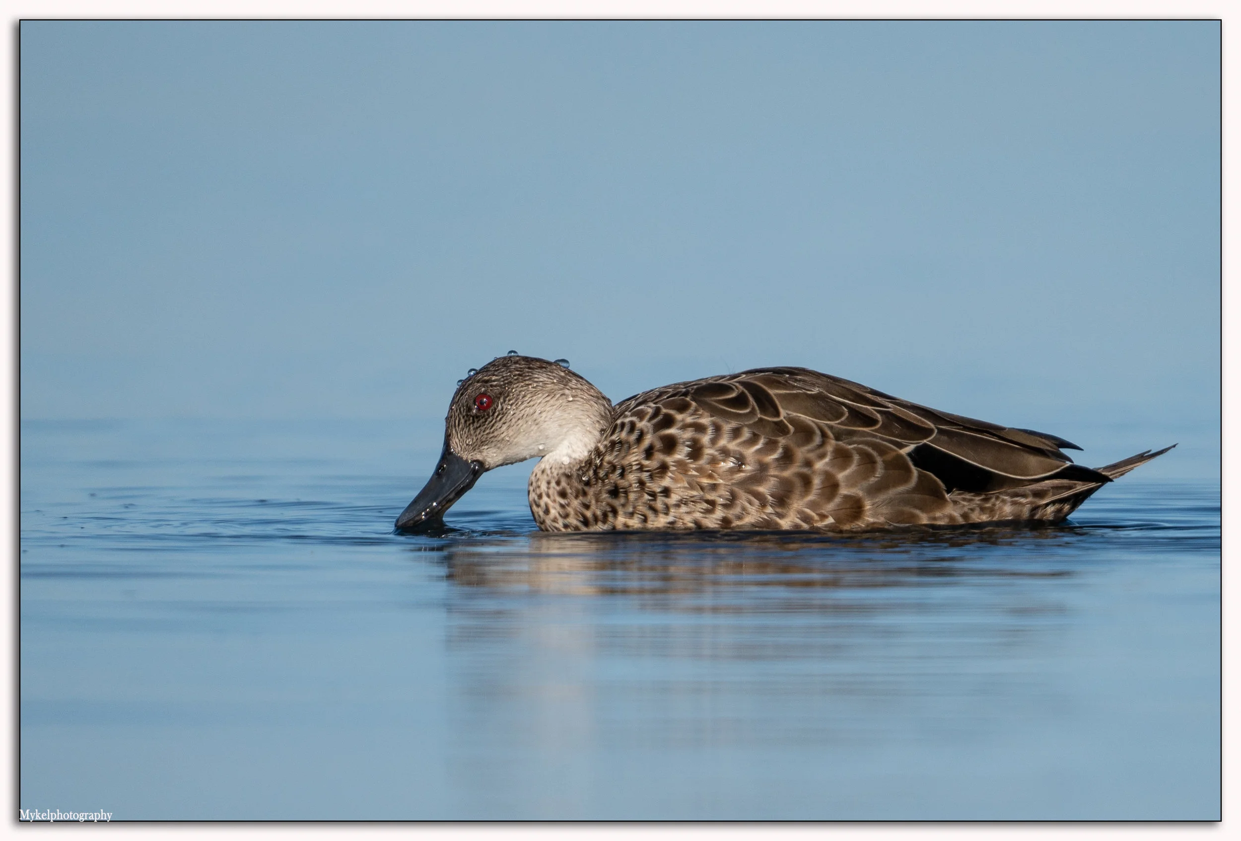 Grey Teal Anas gracilis Anatidae