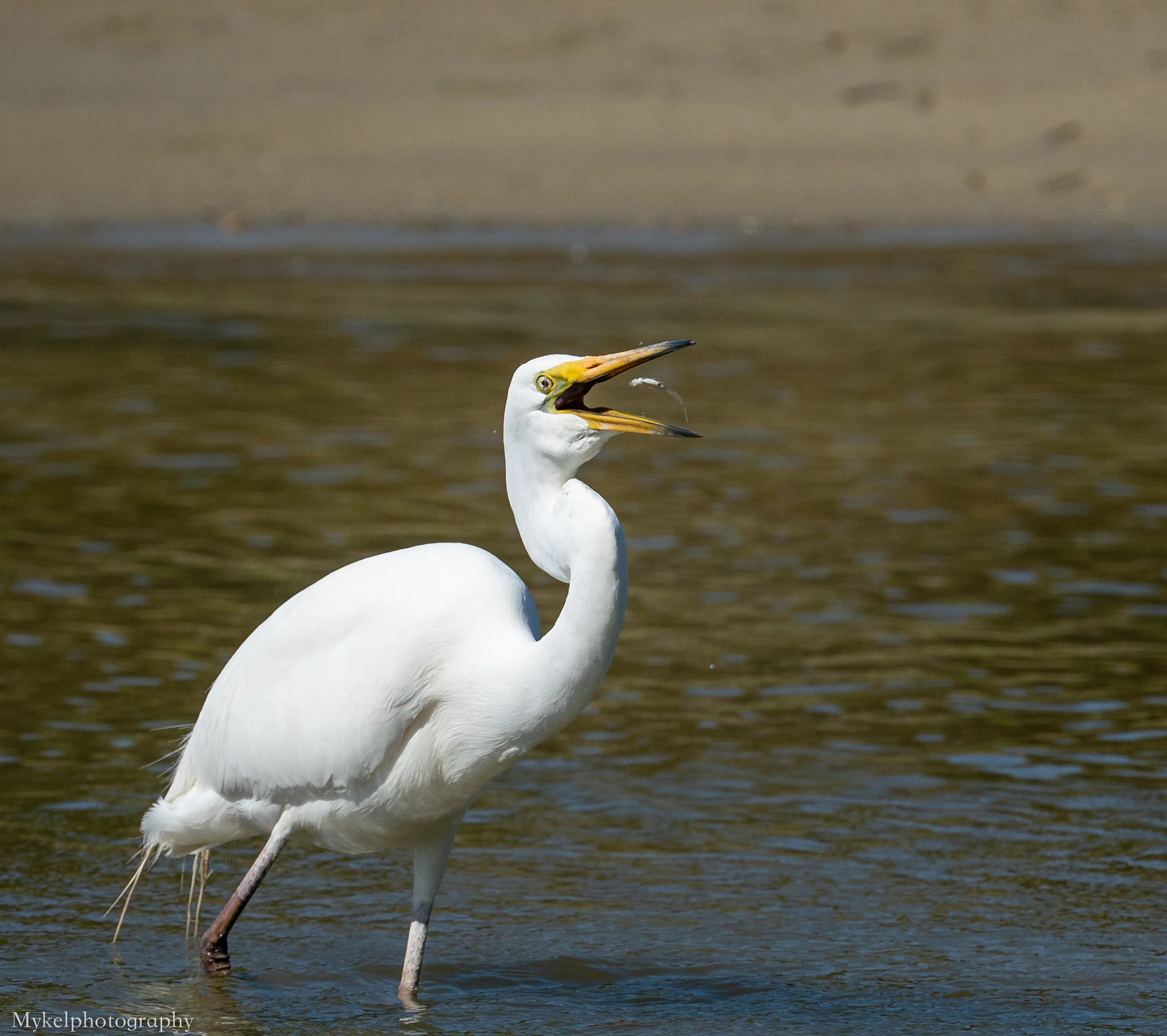 Eastern Great Egret Ardea modesta Ardeidae