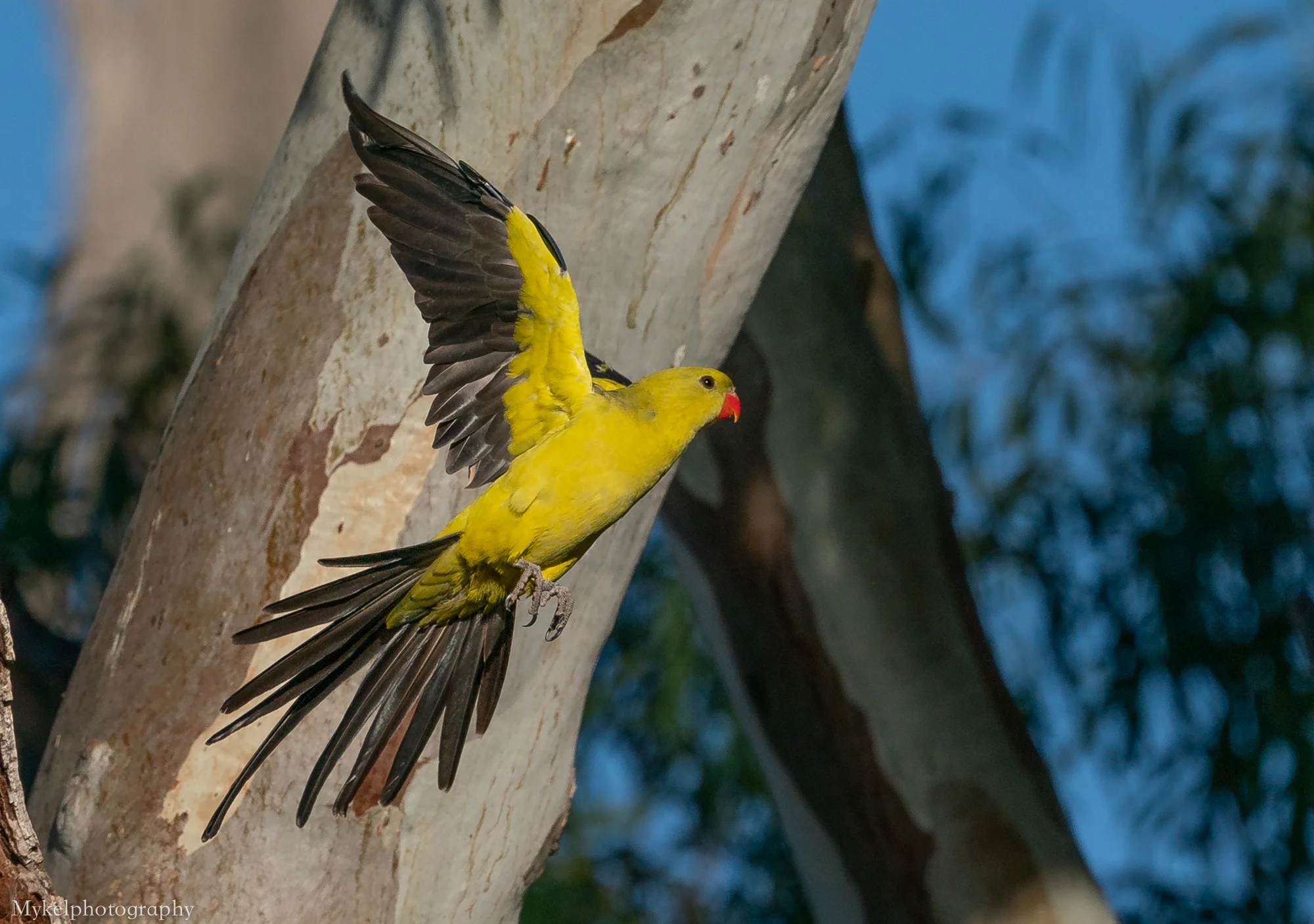 Regent in flight, truly stunning birds and one of my favorite parrots
