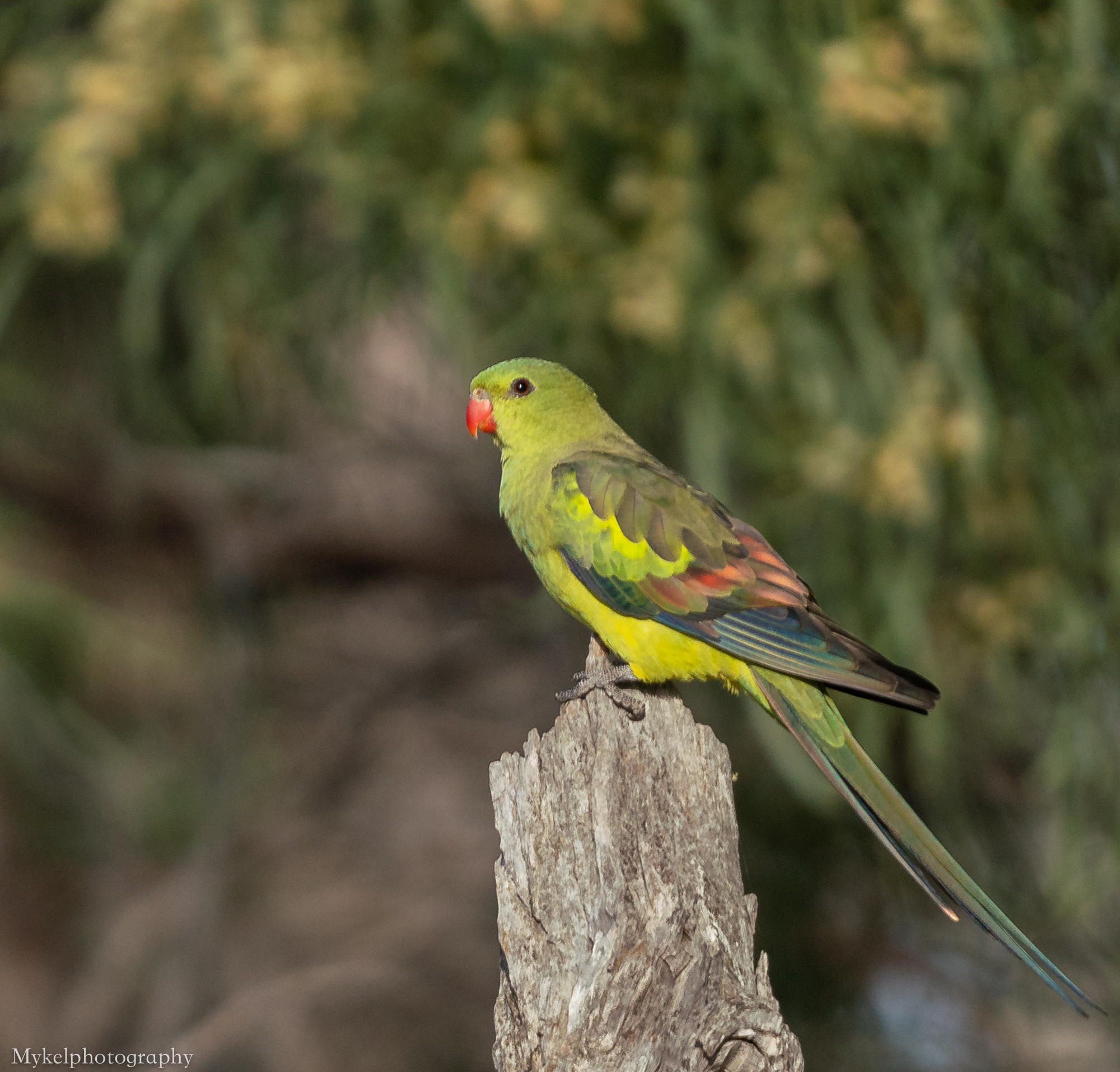 Female Regent Parrot Polytelis anthopeplus Psittacidae