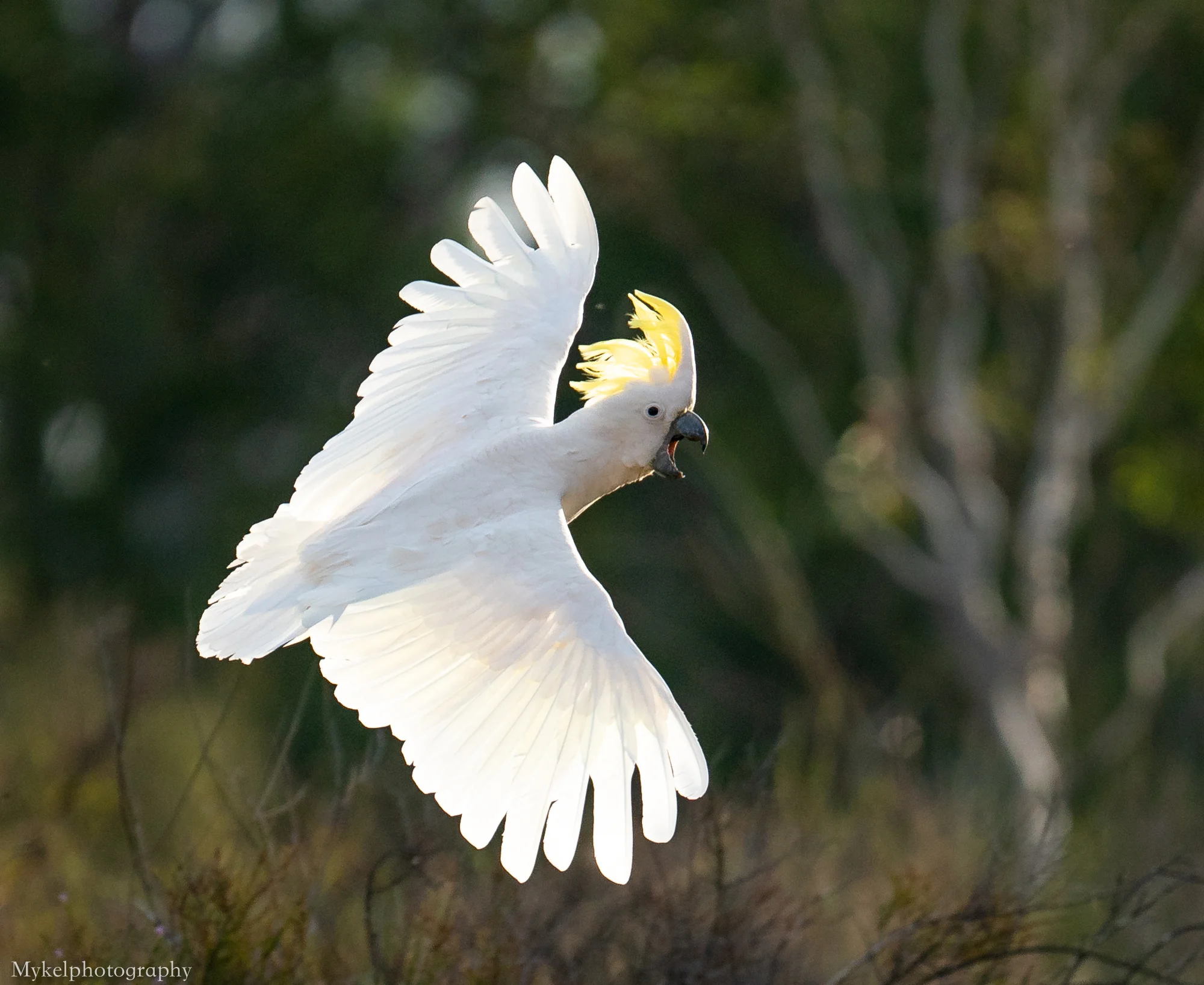 Sulphur-crested Cockatoo Cacatua galerita Cacatuidae