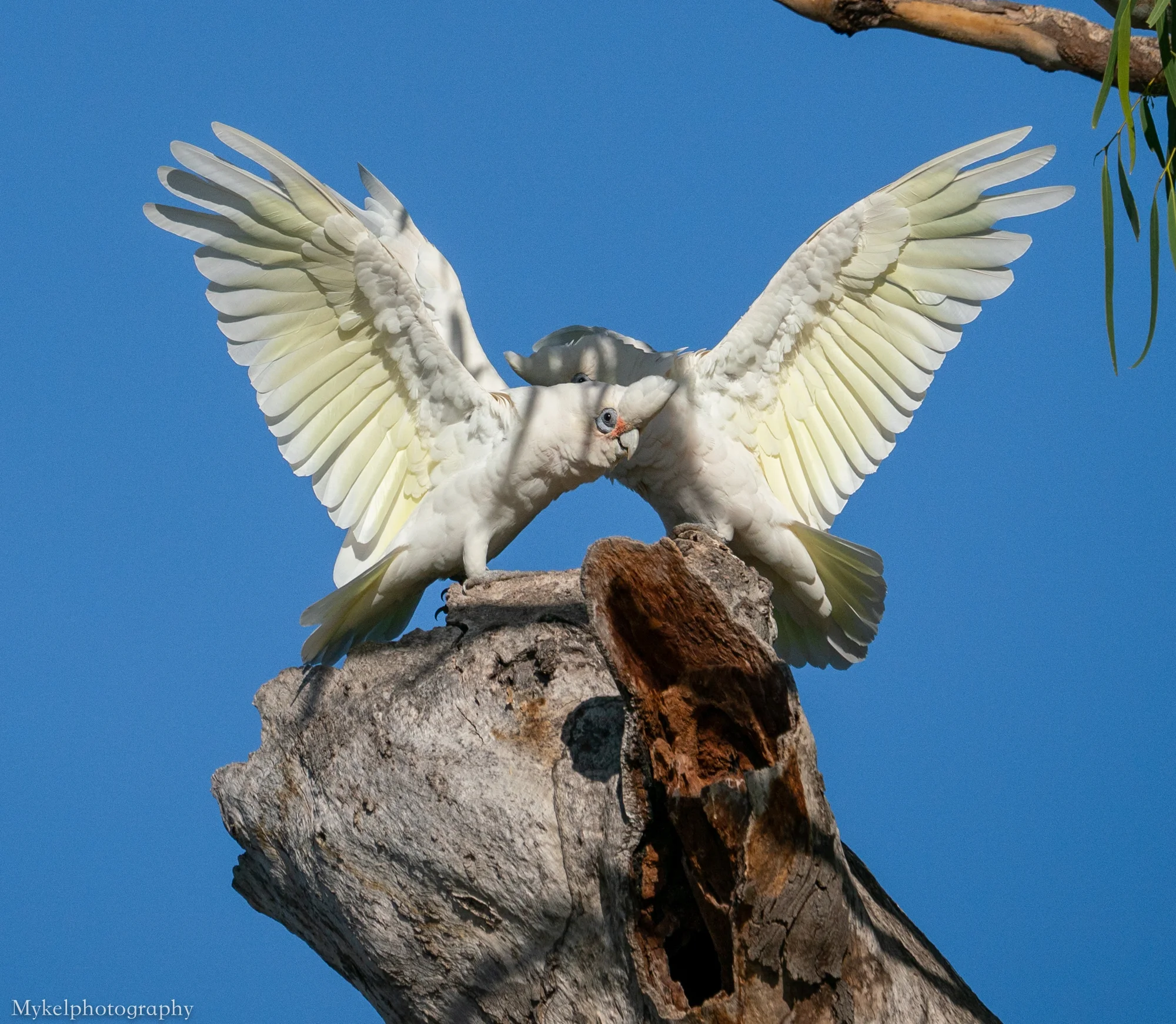 Little Corella Cacatua sanguinea Cacatuidae
