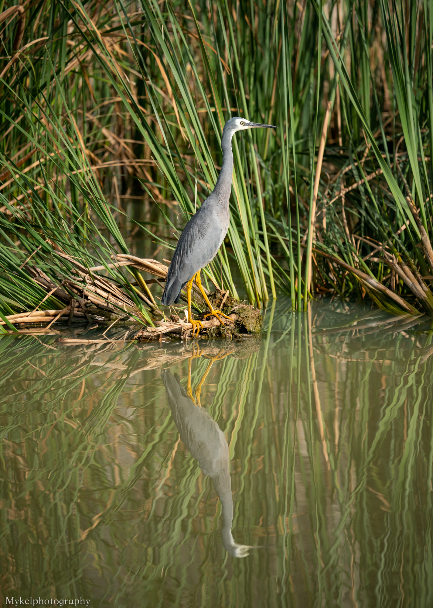 White-faced Heron Egretta novaehollandiae Ardeidae